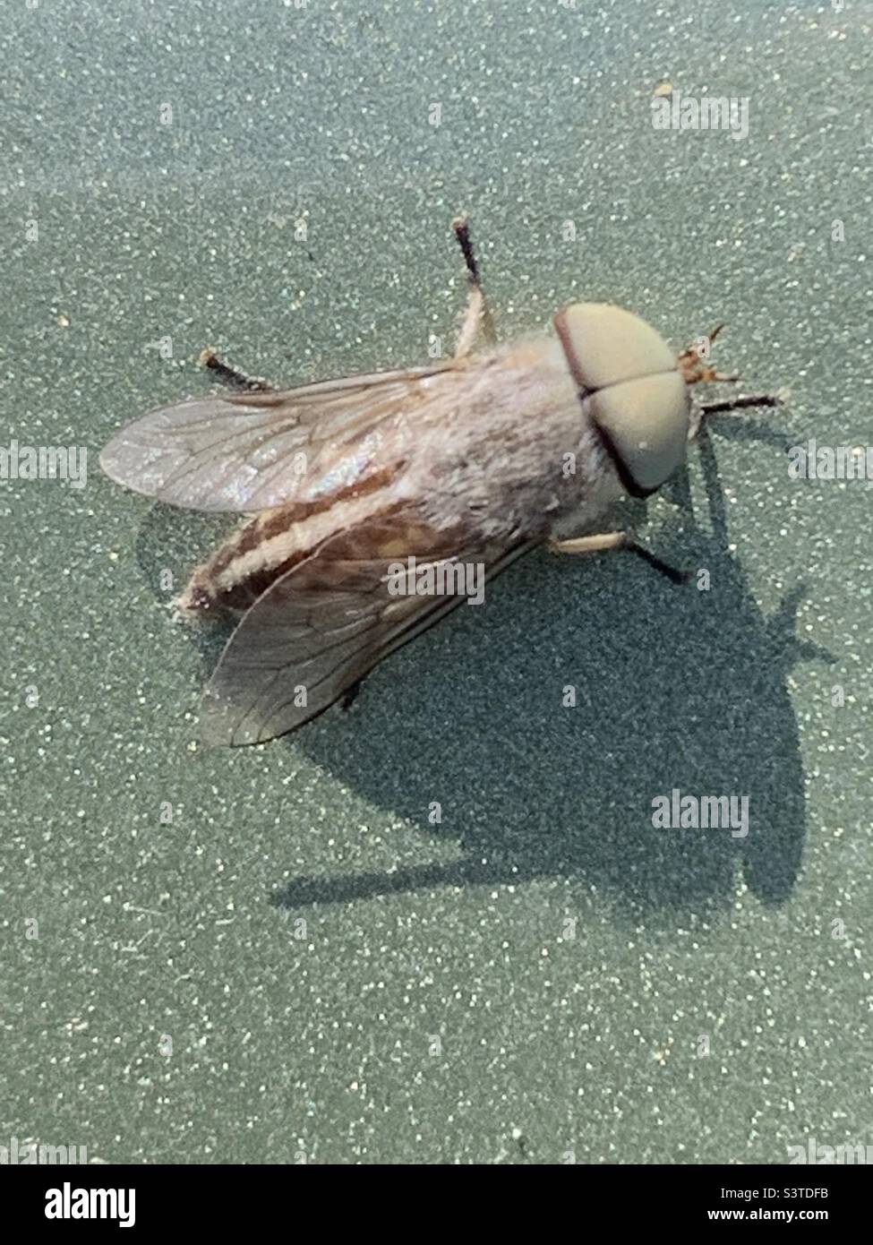 Picture of a HorseFly yo be used in Nature book, Entomology book, publication, etc. Stock Photo