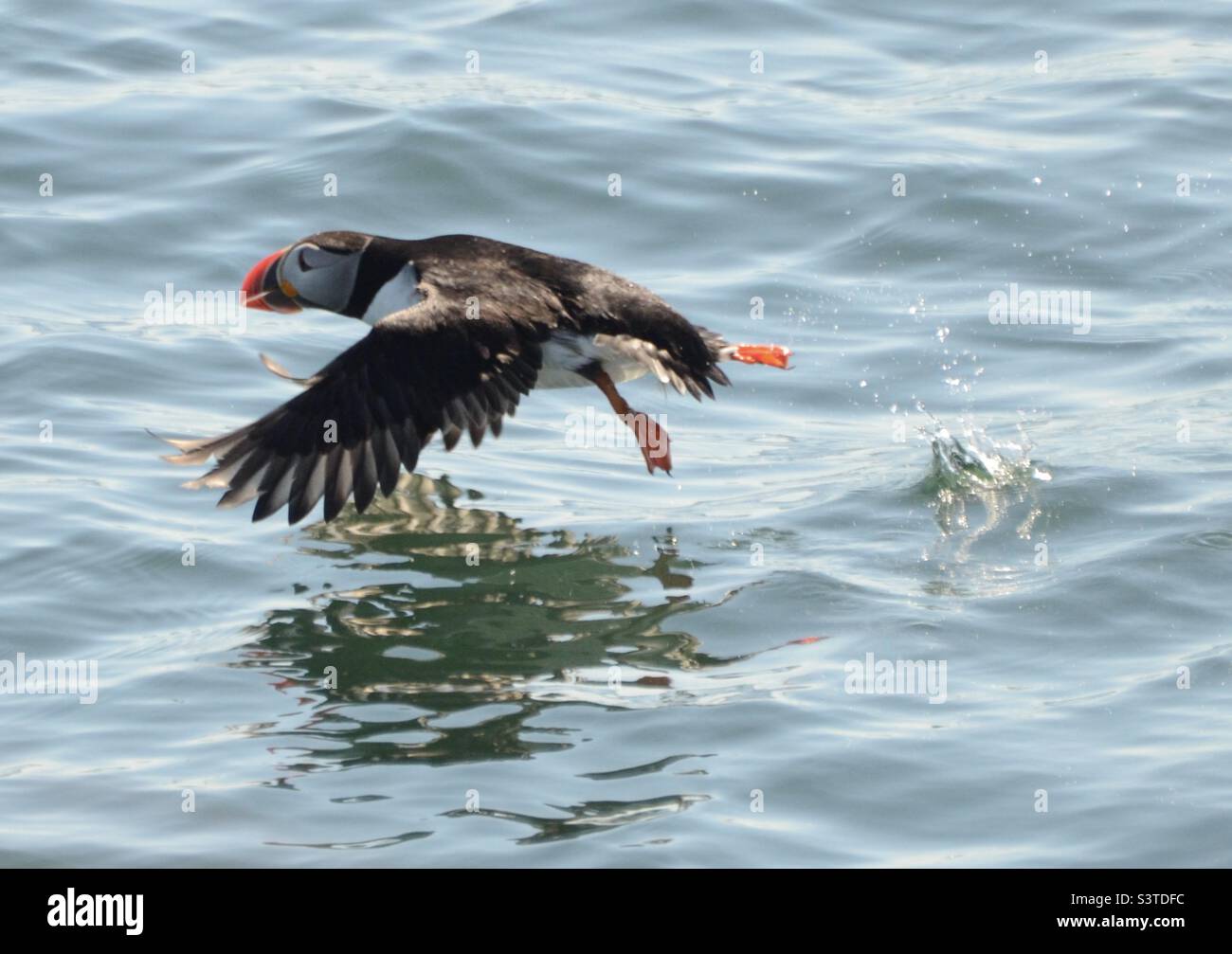 Puffin taking off from the water in Maine Stock Photo