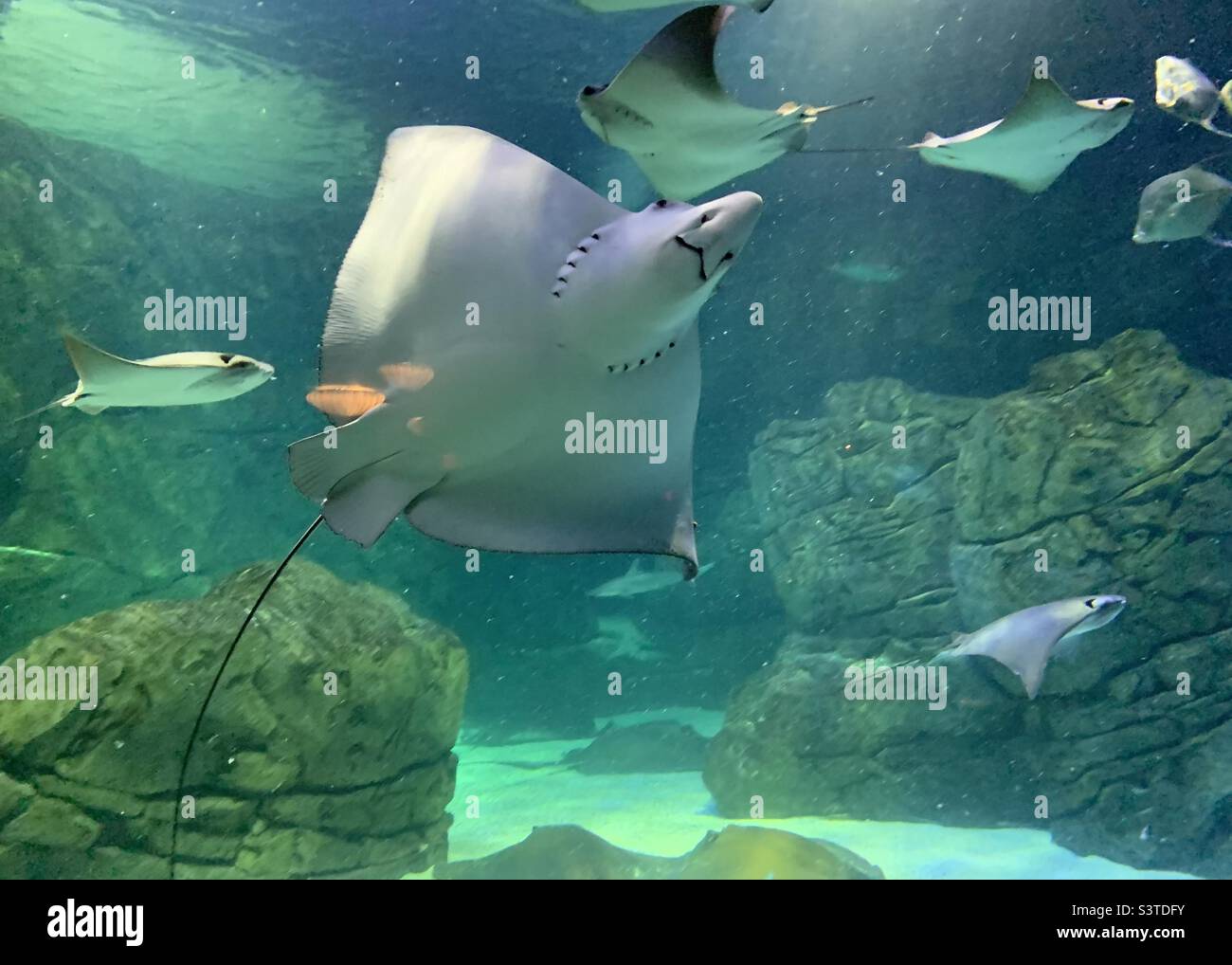 Toronto aquarium giant ray - Smartphone Captured Stock Image