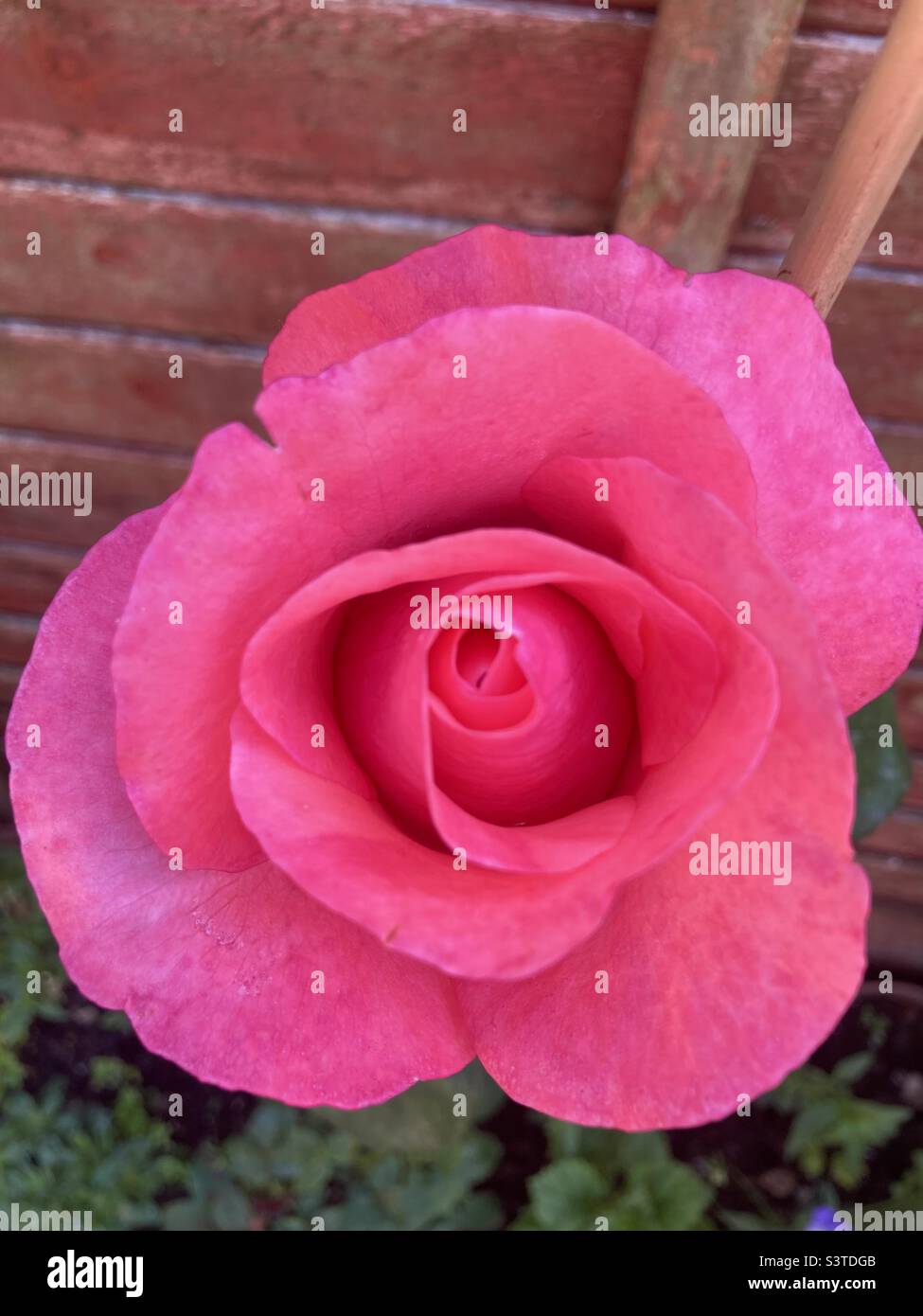 Fragrance roses hi-res stock photography and images - Alamy