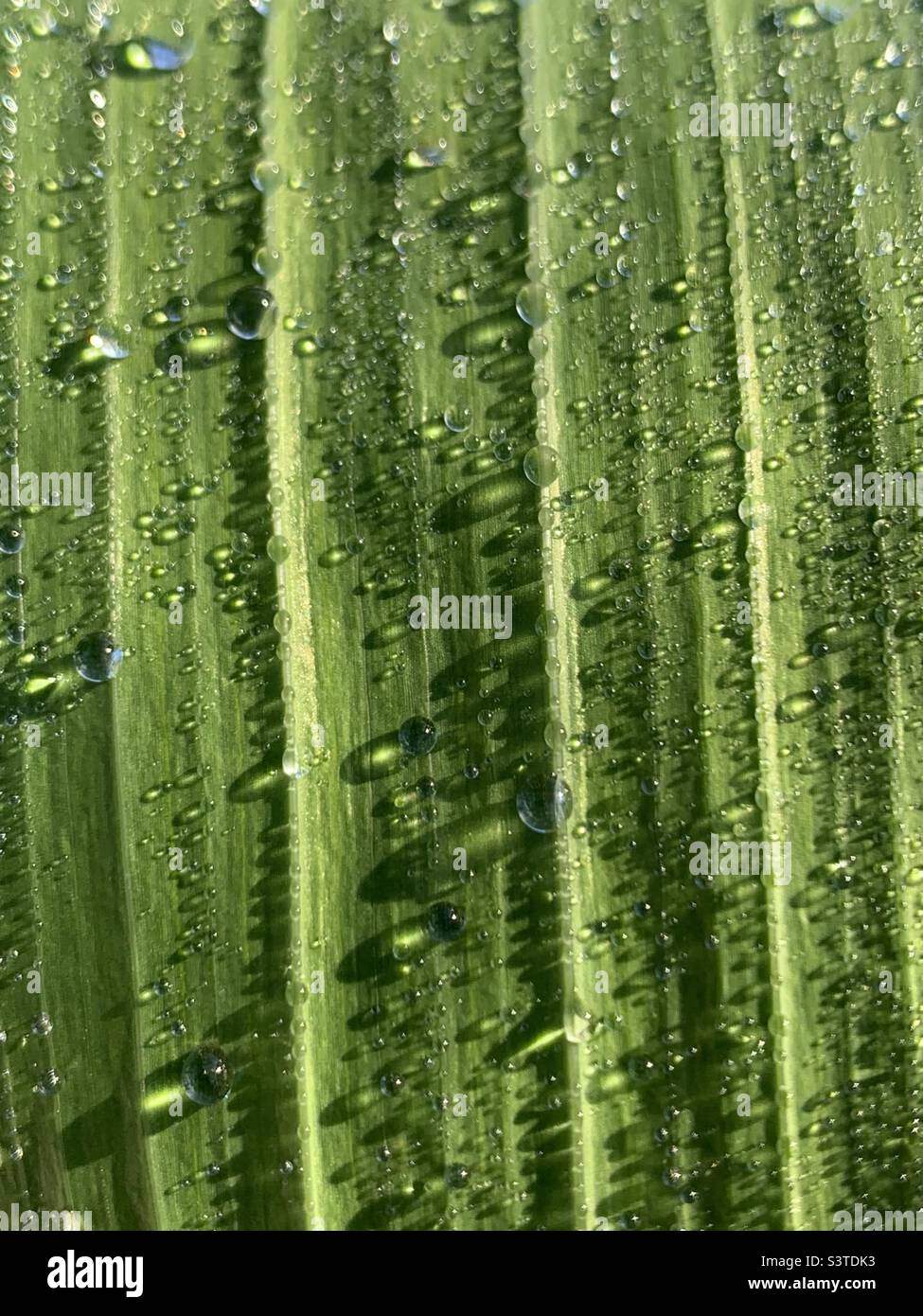 Water droplets on a leaf Stock Photo