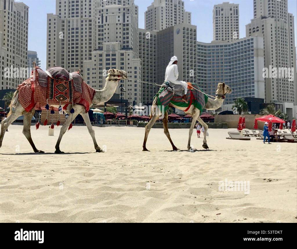 Camel riding tour, Roda Amwaj Suites, Jumeirah Beach Residence Dubai, JBR Marina beach, Jumeirah Beach Residence Dubai, Dubai Marina Beach, Dubai, OAE - Smartphone Captured Stock Image
