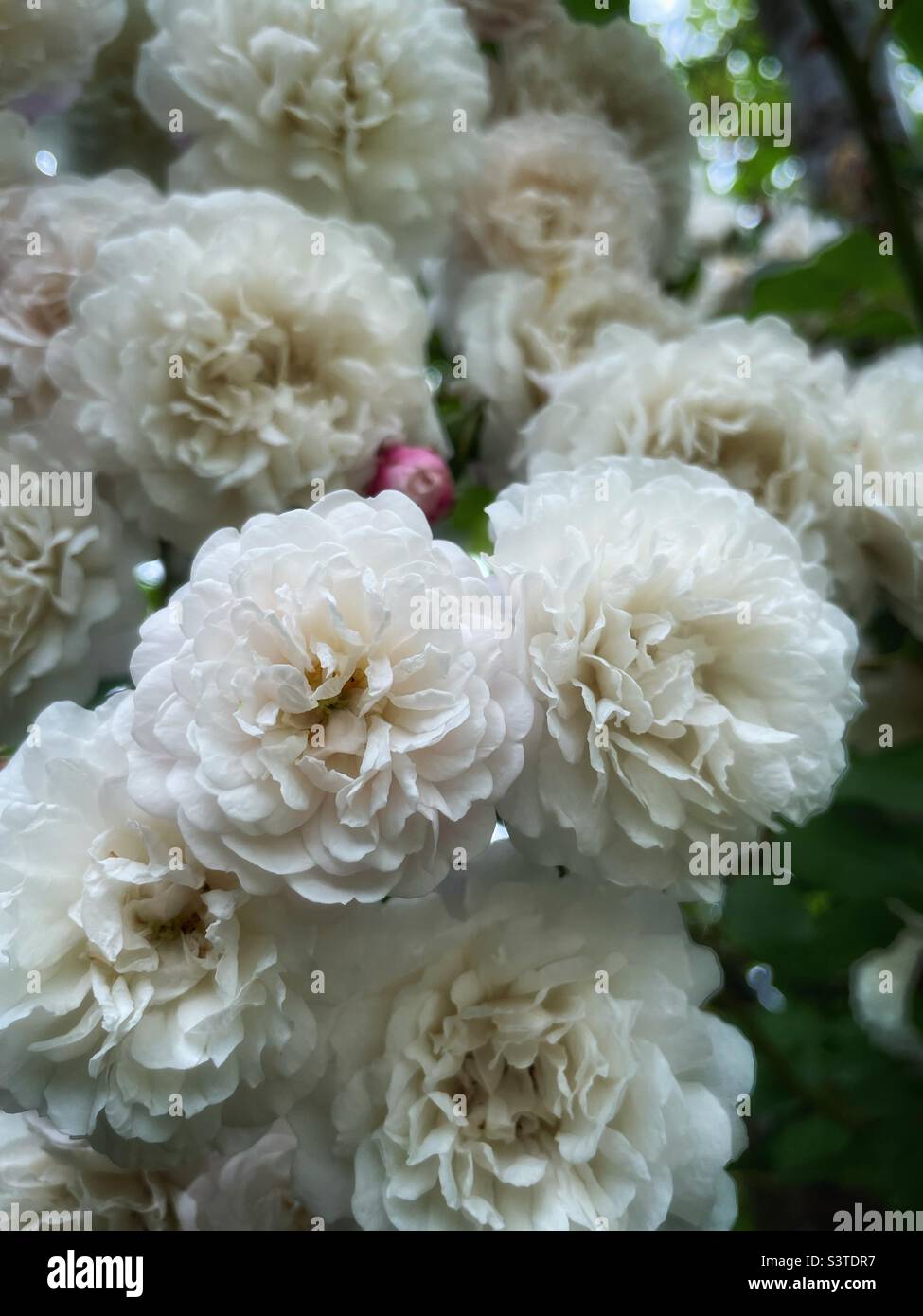 White roses Stock Photo