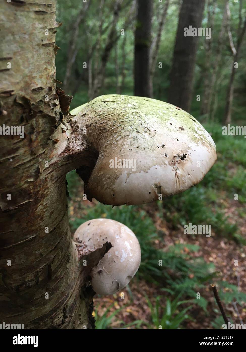 Bracket Fungus on Birch - Smartphone Captured Stock Image