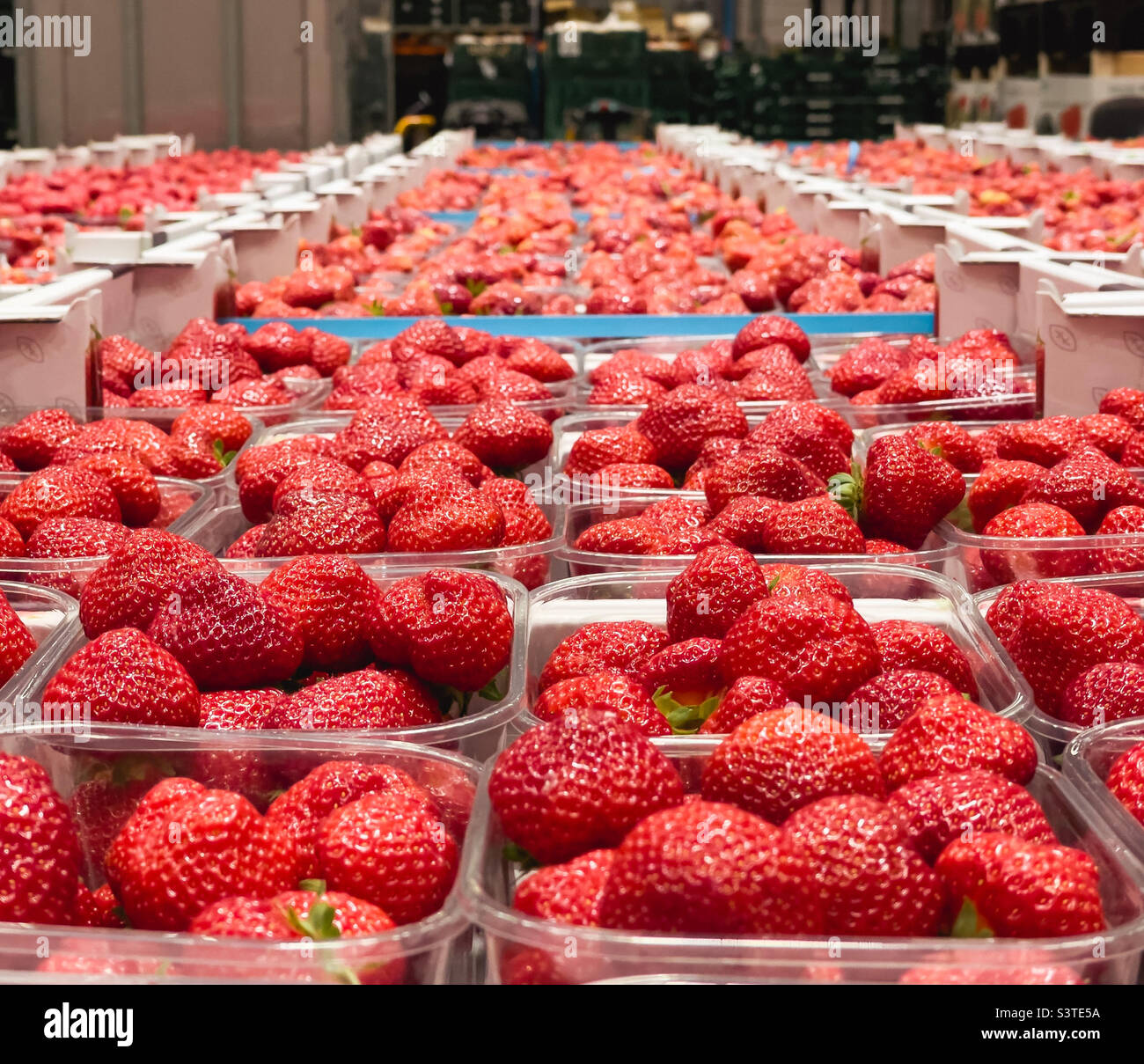 Strawberries ready for transport in a warehouse - Smartphone Captured Stock Image