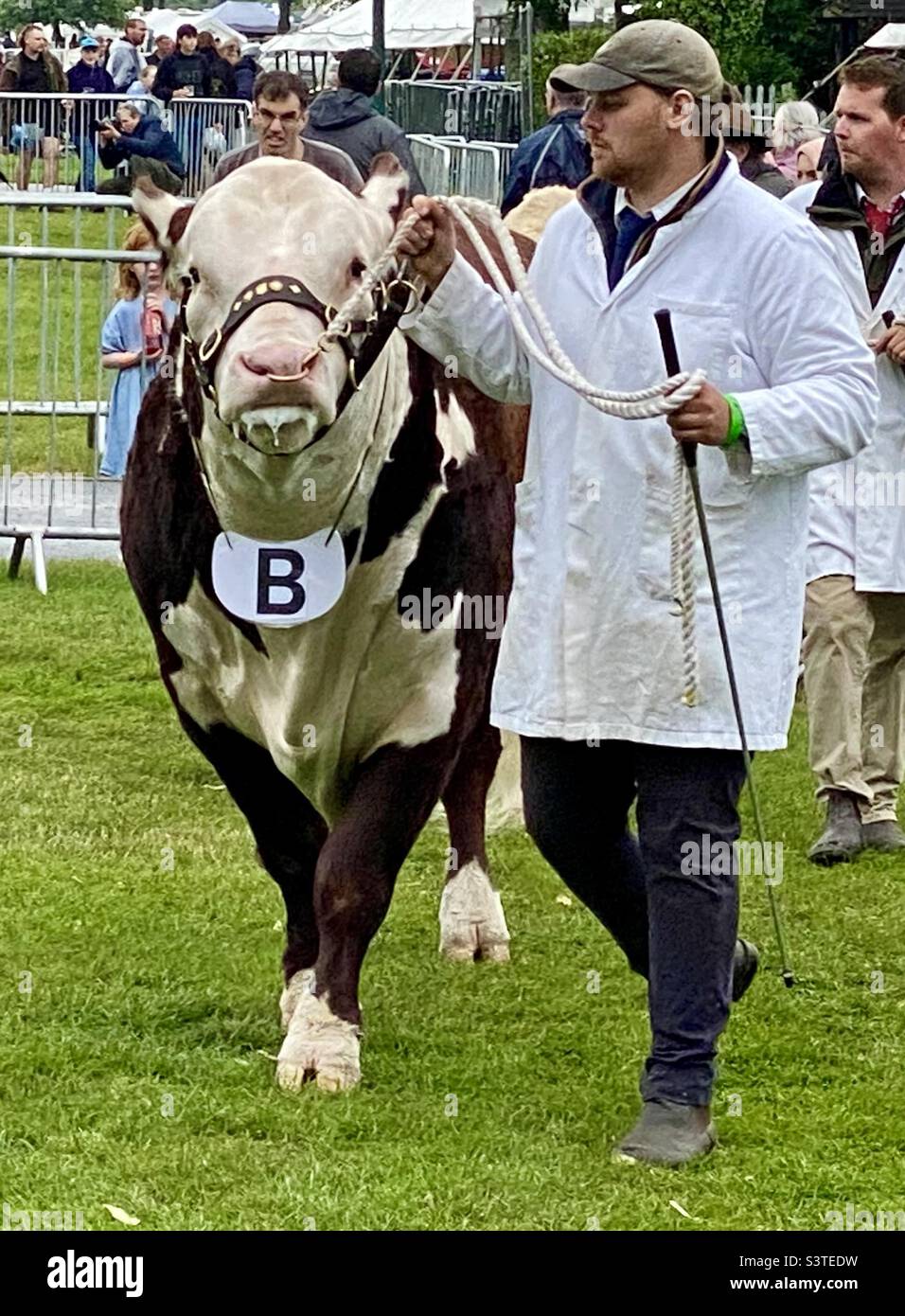 Hereford bull at three counties show 2022 - Smartphone Captured Stock Image