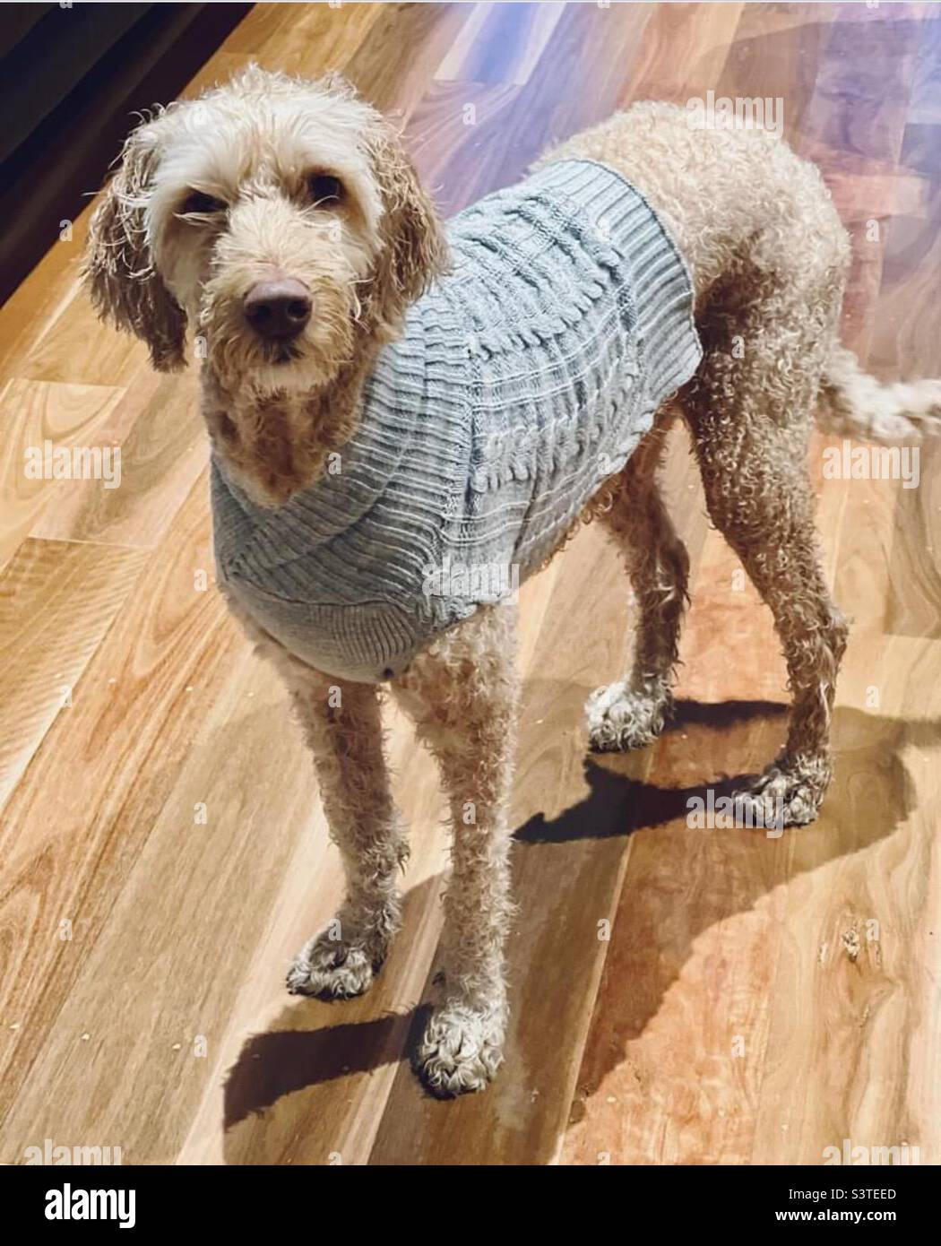Labradoodle dressed in his Sunday best - Smartphone Captured Stock Image