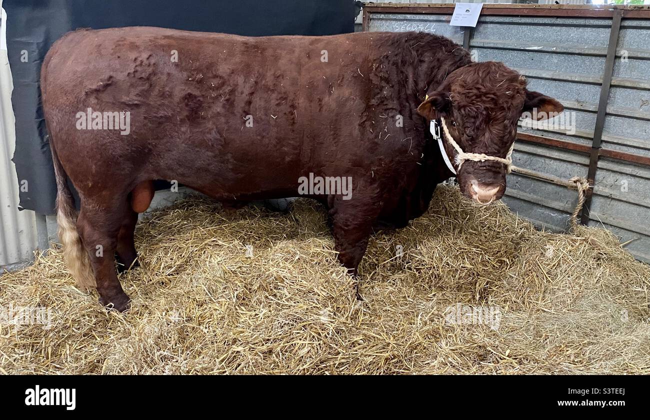 Bull at three counties show 2022 - Smartphone Captured Stock Image