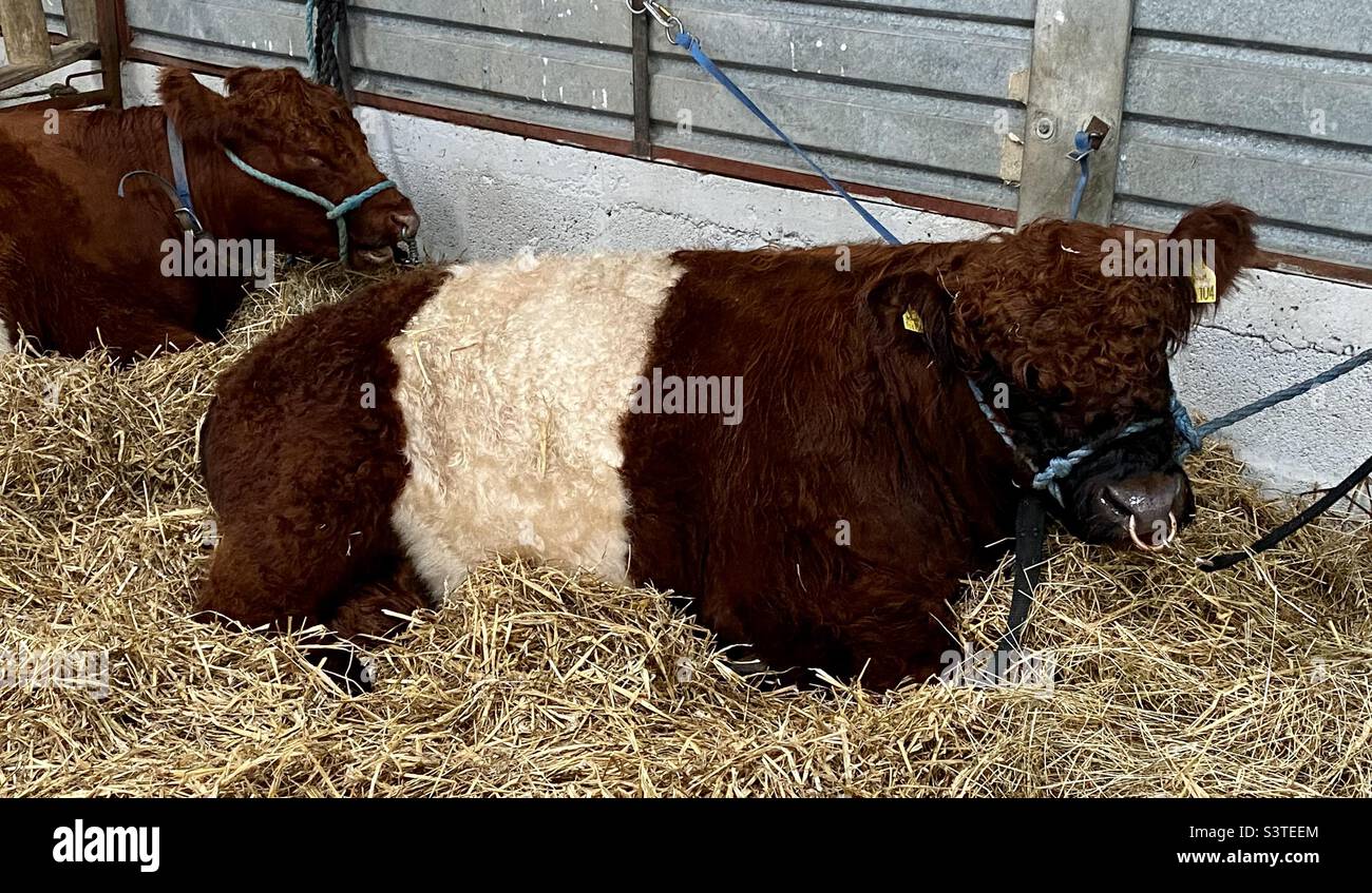 Belted Galloway at three counties show 2022 - Smartphone Captured Stock Image