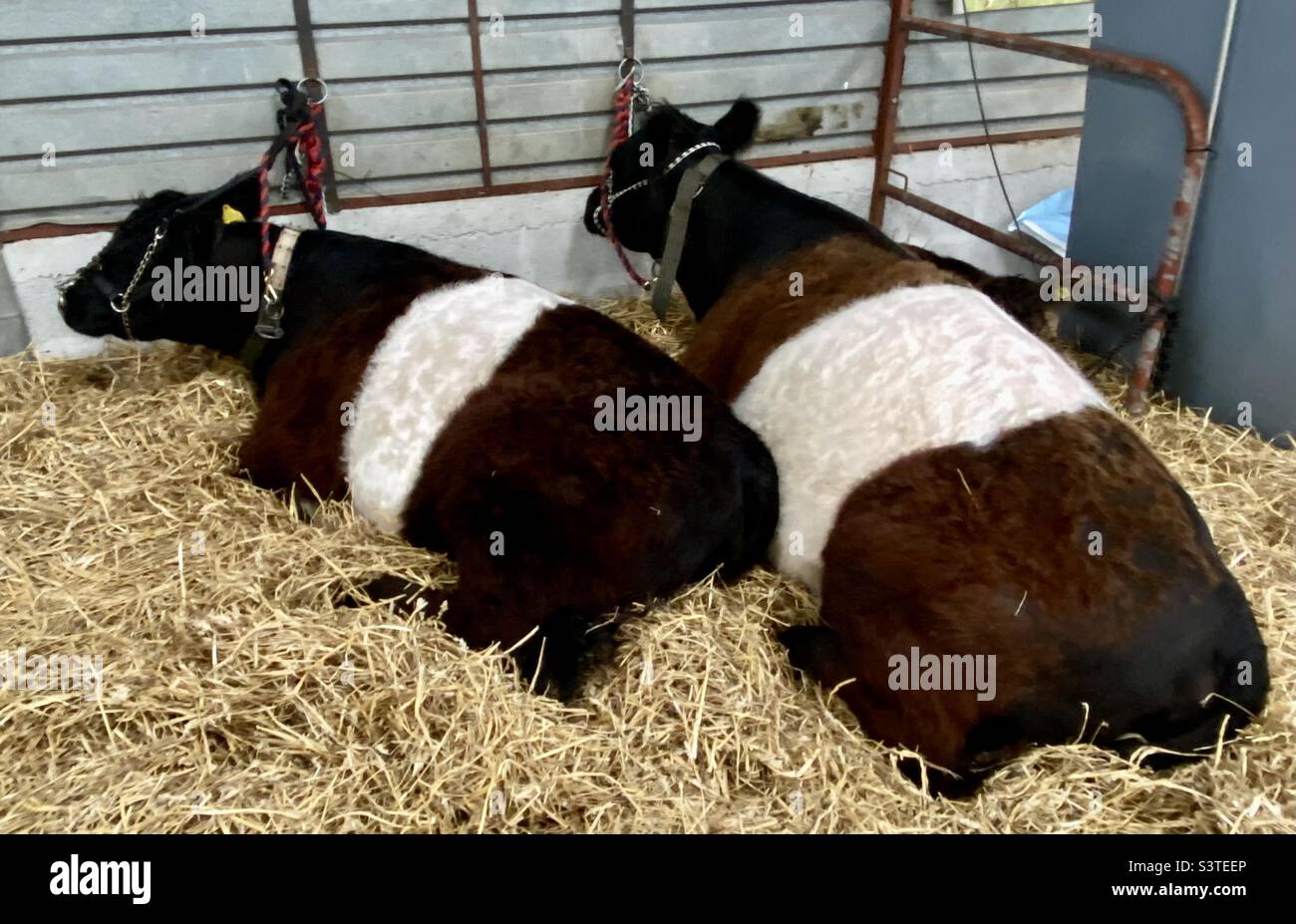 Belted Galloway at three counties show 2022 - Smartphone Captured Stock Image