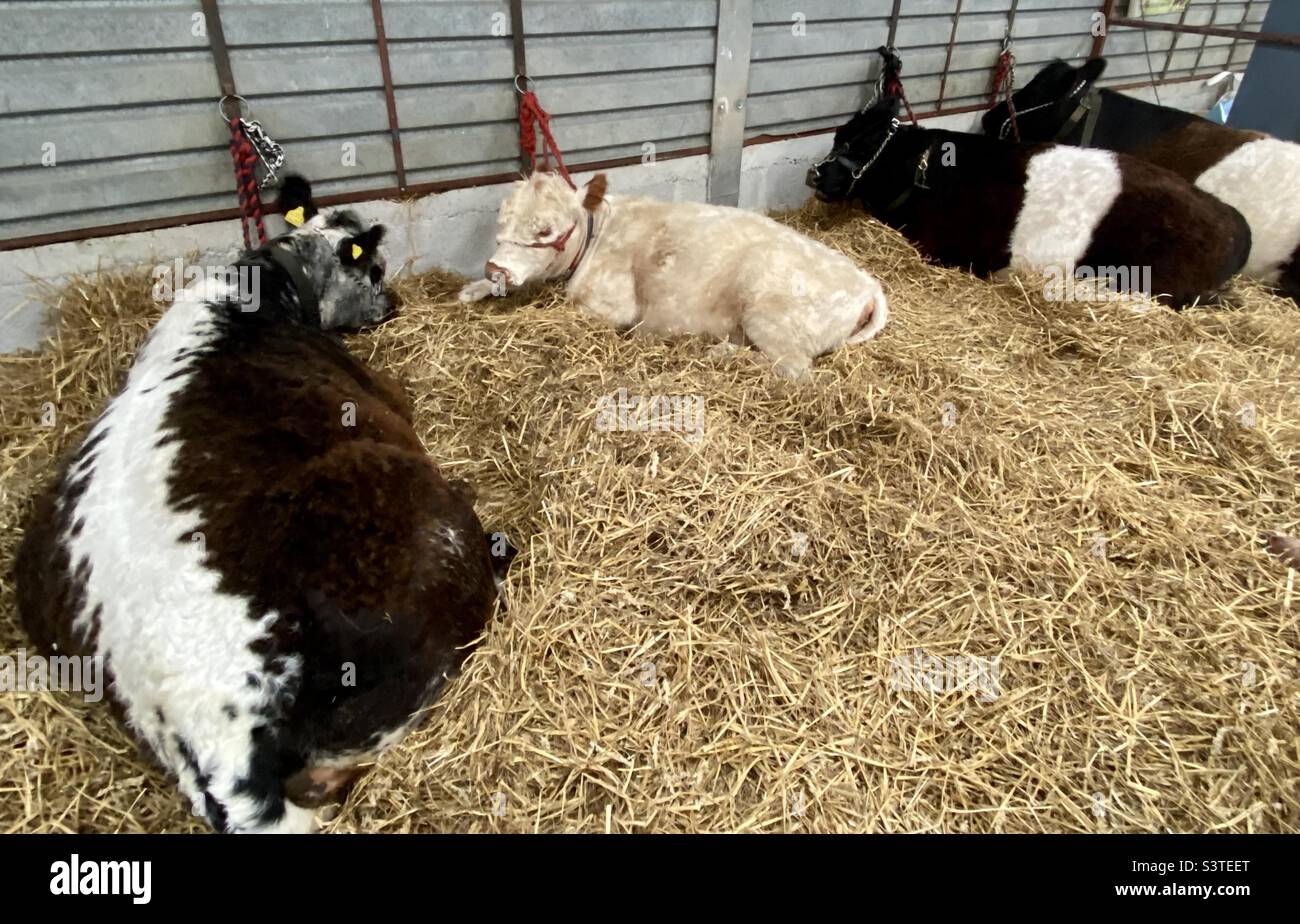 Cattle at three counties show 2022 - Smartphone Captured Stock Image