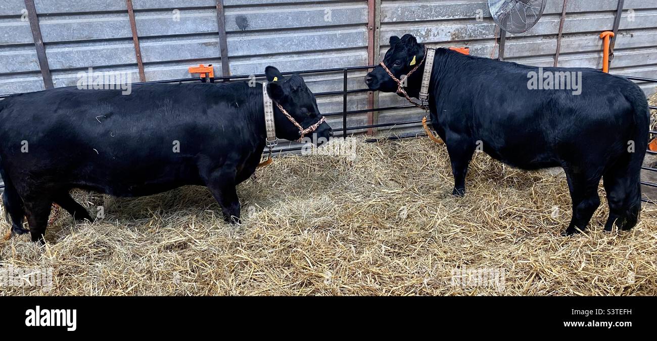 Cattle at three counties show 2022 - Smartphone Captured Stock Image