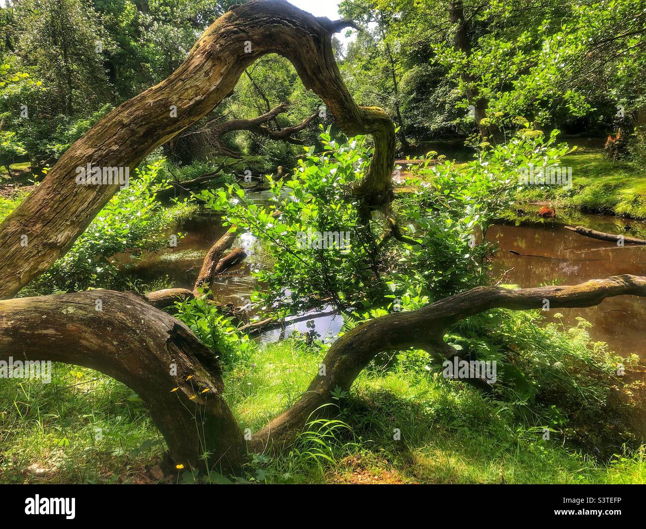 Fallen tree branches over Lymington river in the New Forest National Park - Smartphone Captured Stock Image
