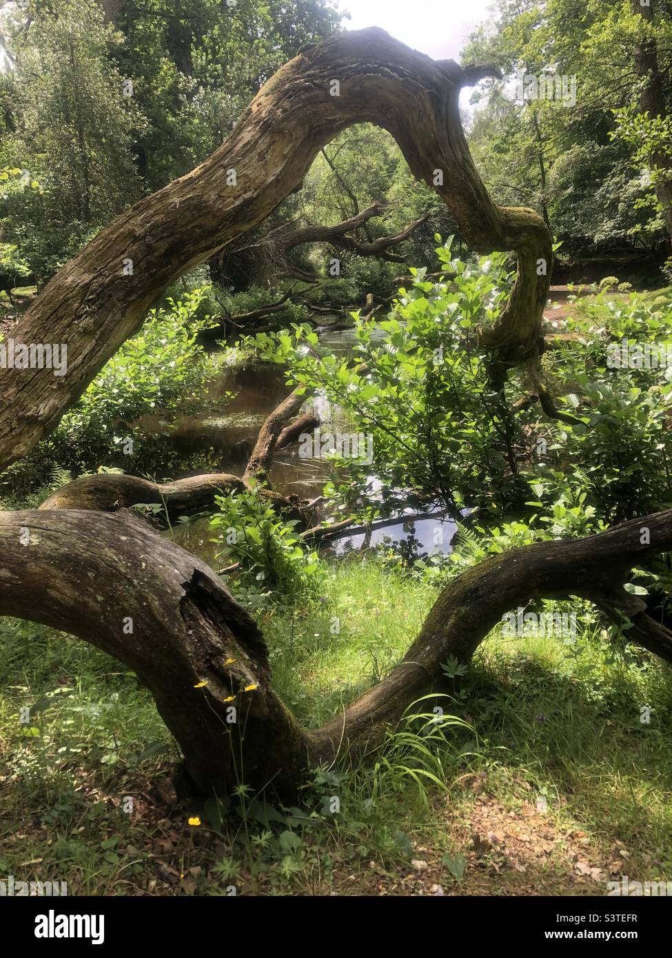 Fallen tree branches over Lymington river in the New Forest National Park - Smartphone Captured Stock Image
