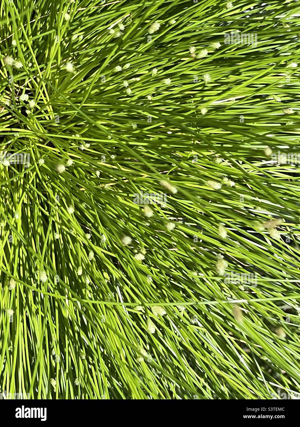 A lush and vibrant organic abstract made by a close shot of a needle grass plant. - Smartphone Captured Stock Image