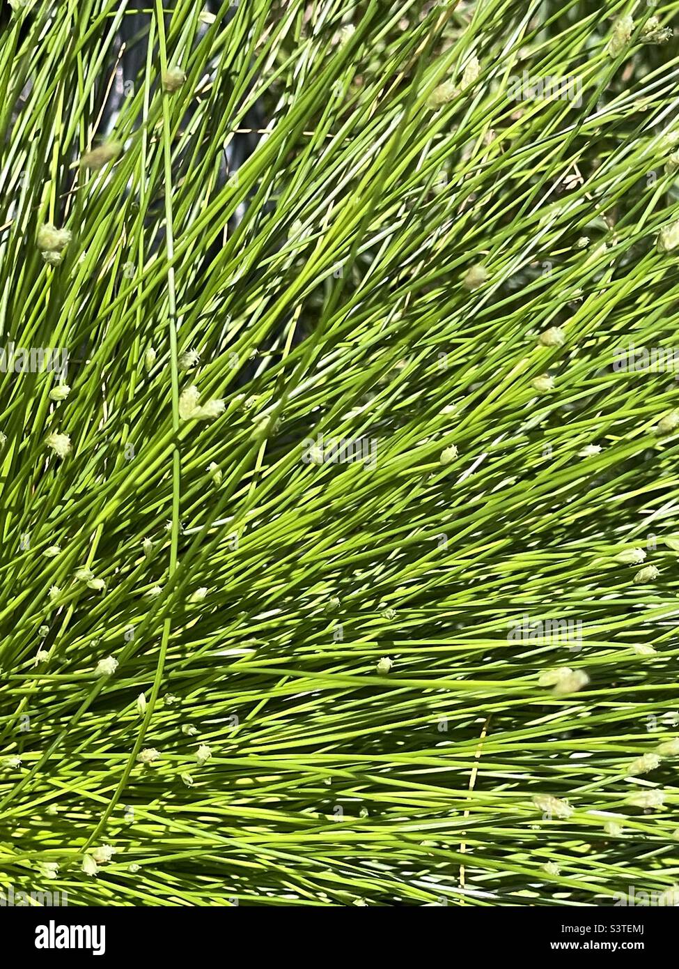 A lush and vibrant organic abstract made by a close shot of a needle grass plant. - Smartphone Captured Stock Image