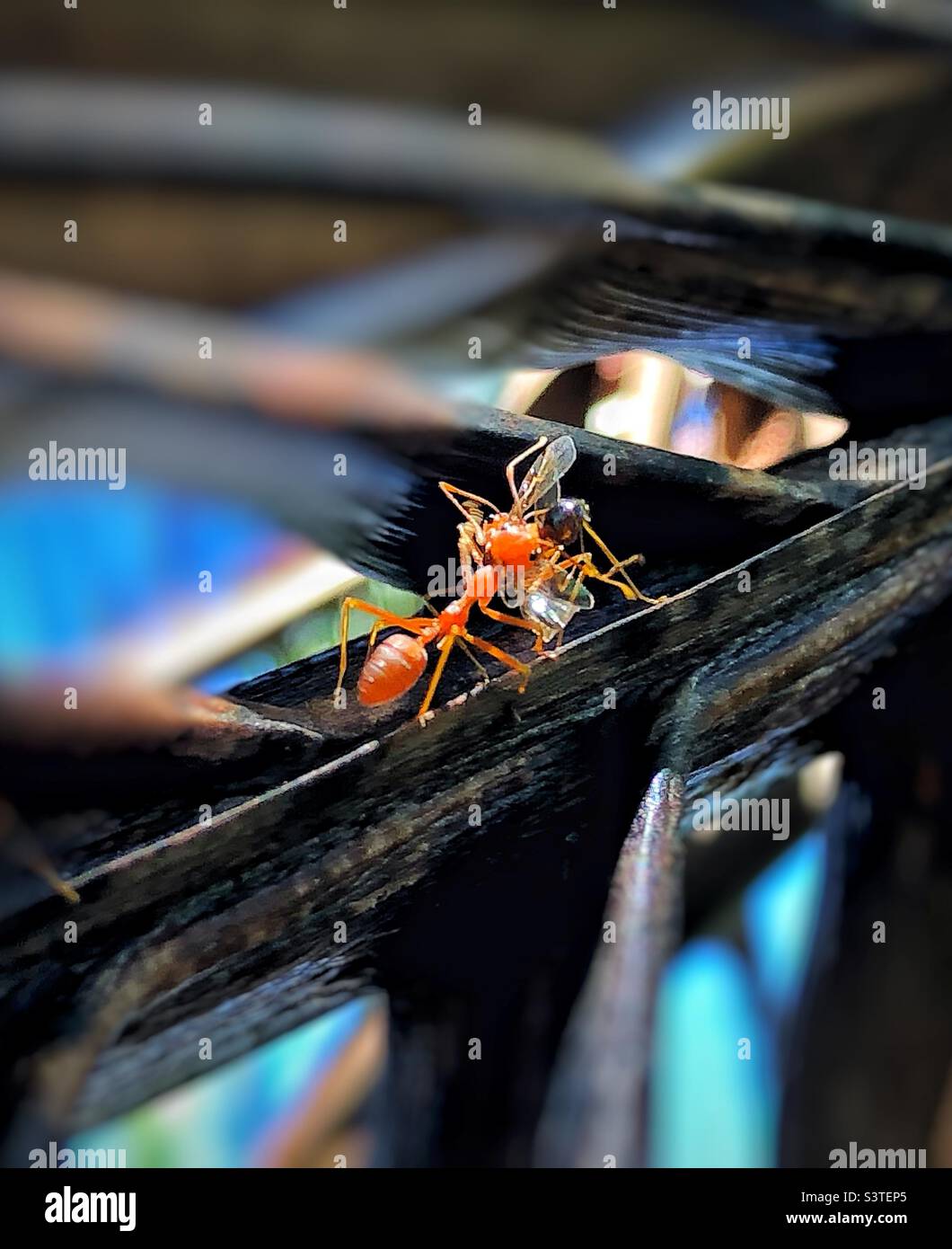 Ant nest food hires stock photography and images Alamy