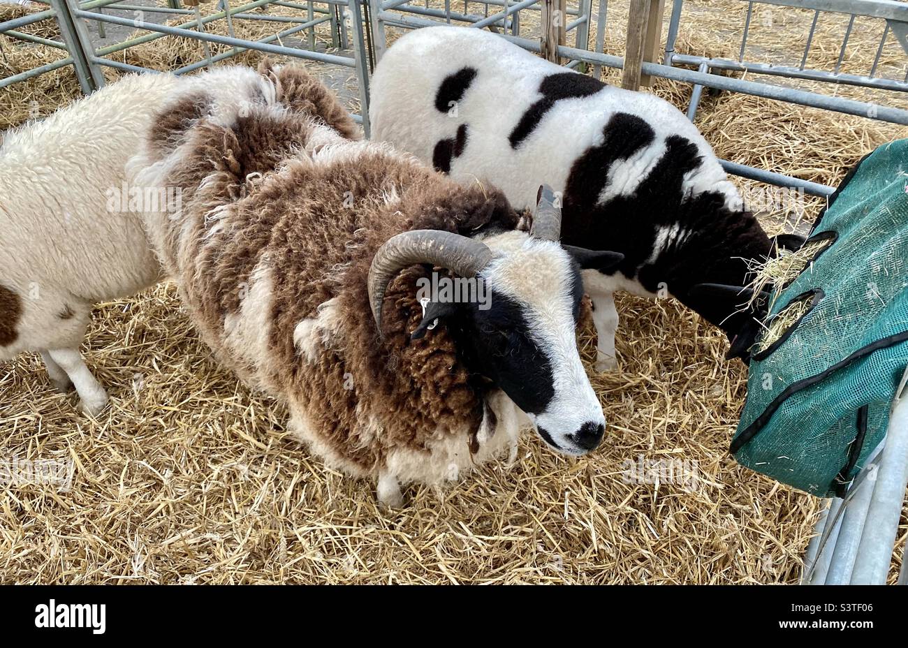 Sheep at the three counties show 2022 Stock Photo Alamy