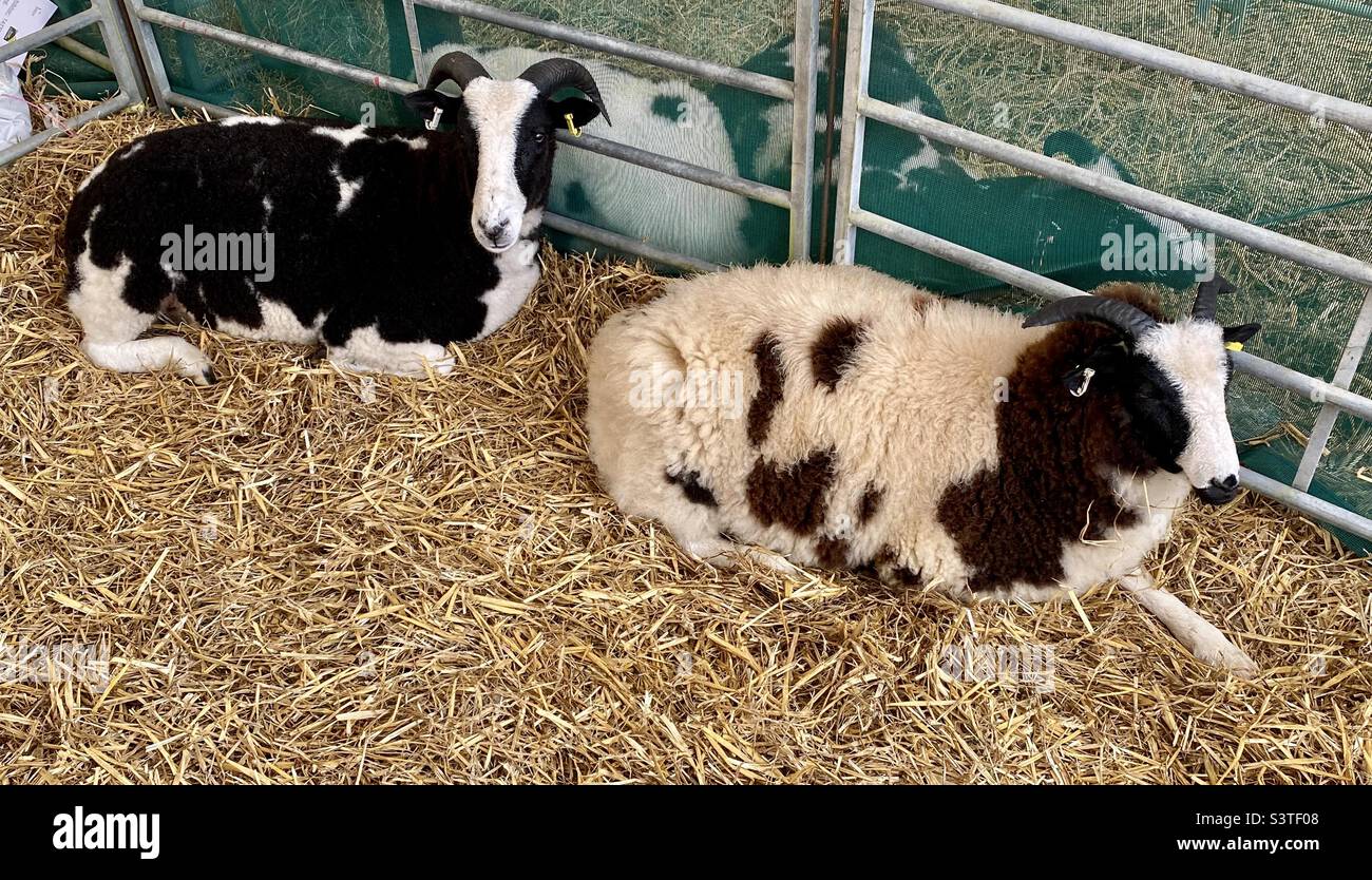 Sheep at the three counties show 2022 Stock Photo Alamy