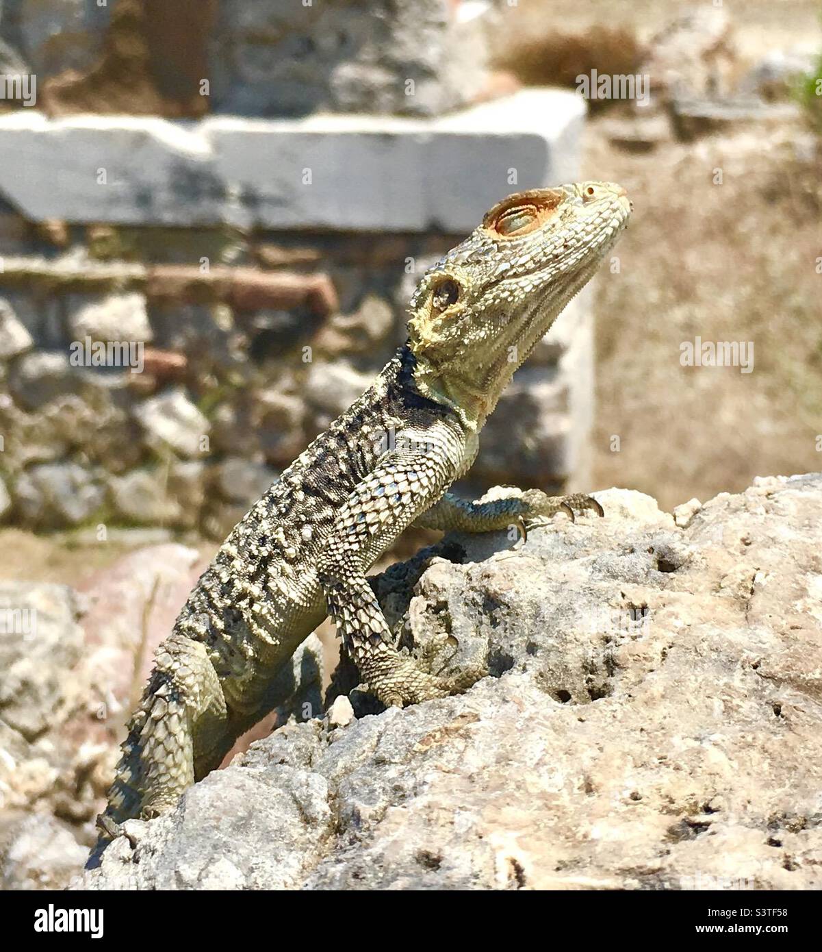 Lizard sunning itself on a Greek island Stock Photo