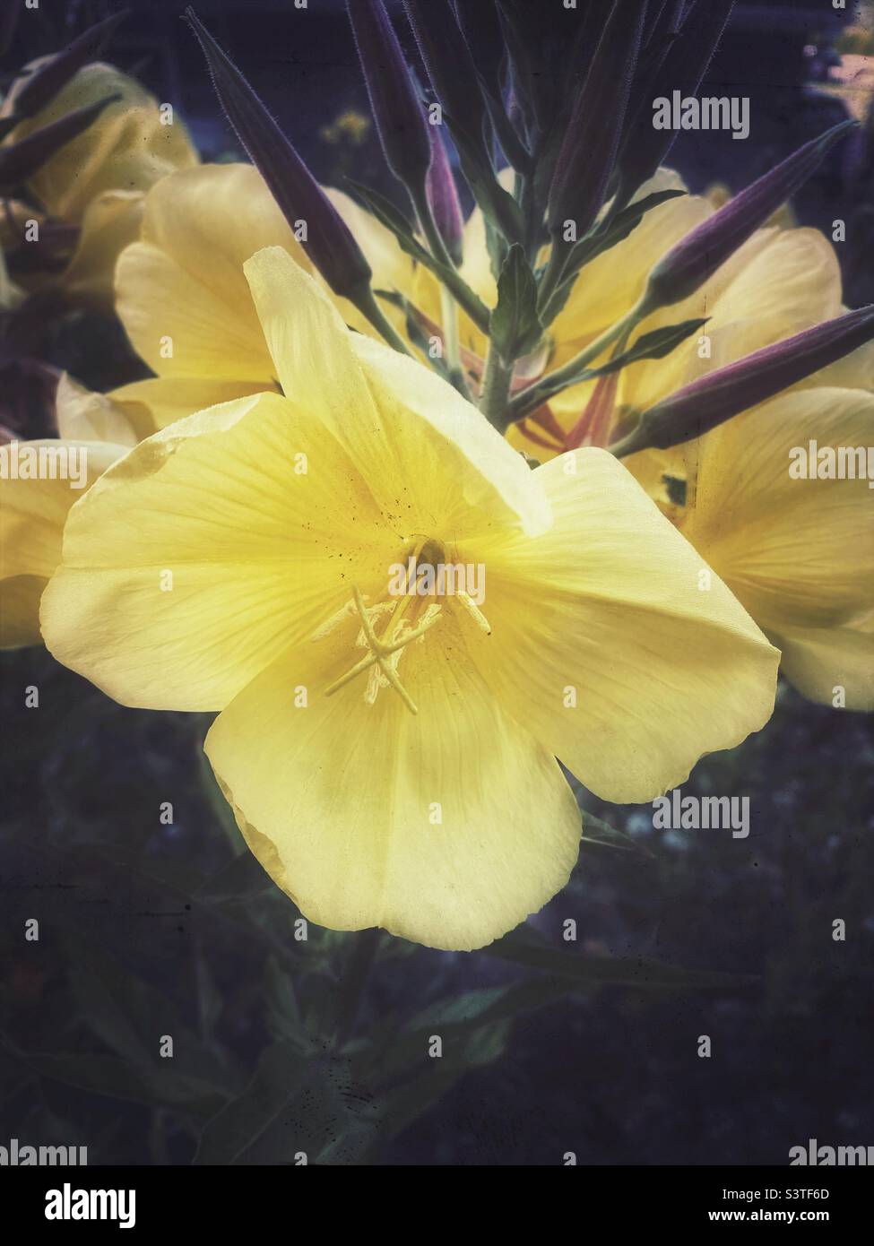 A close up photograph of wild evening primrose. - Smartphone Captured Stock Image