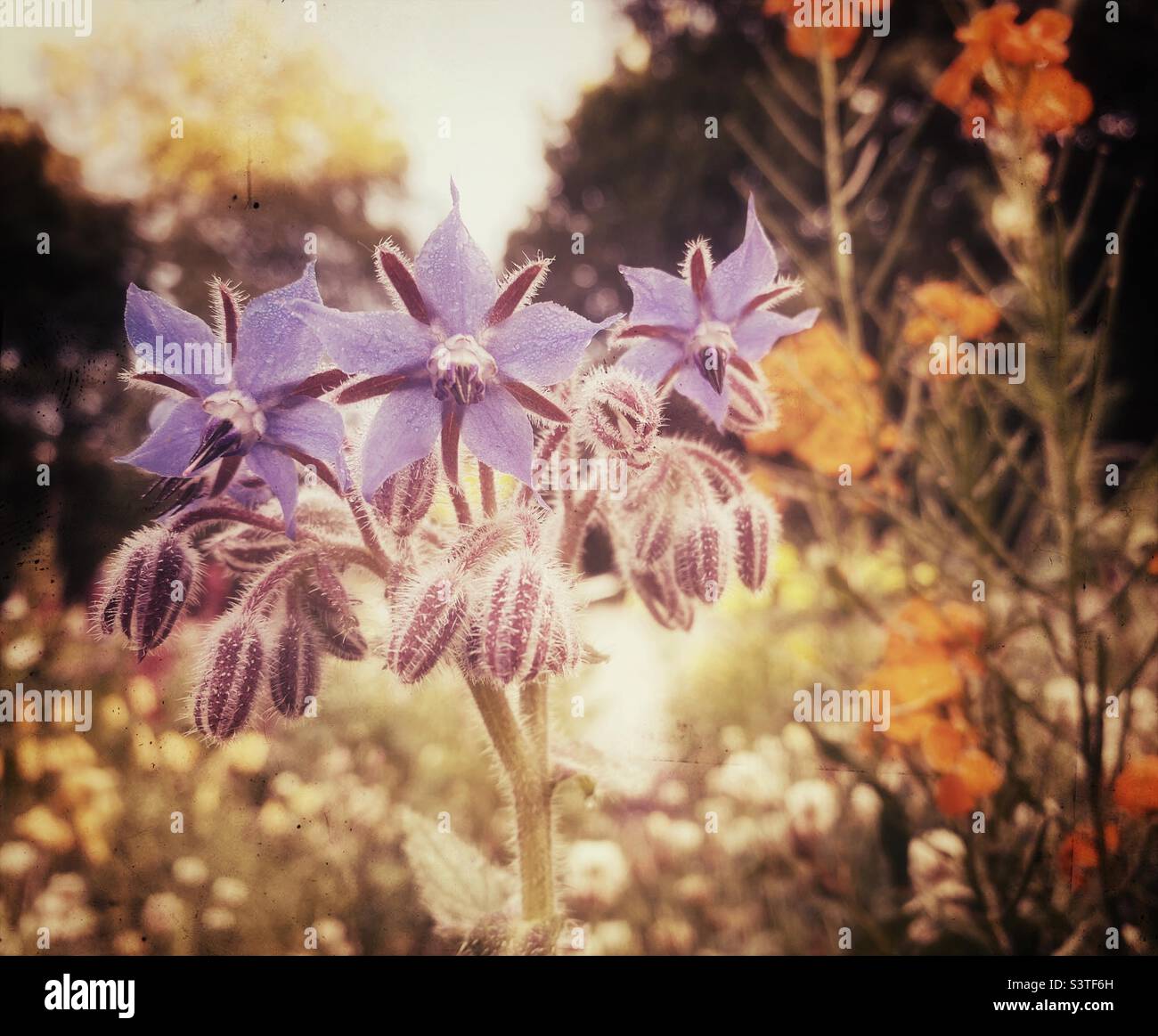 A close up photograph of borage flowers with an out of focus natural garden background - Smartphone Captured Stock Image