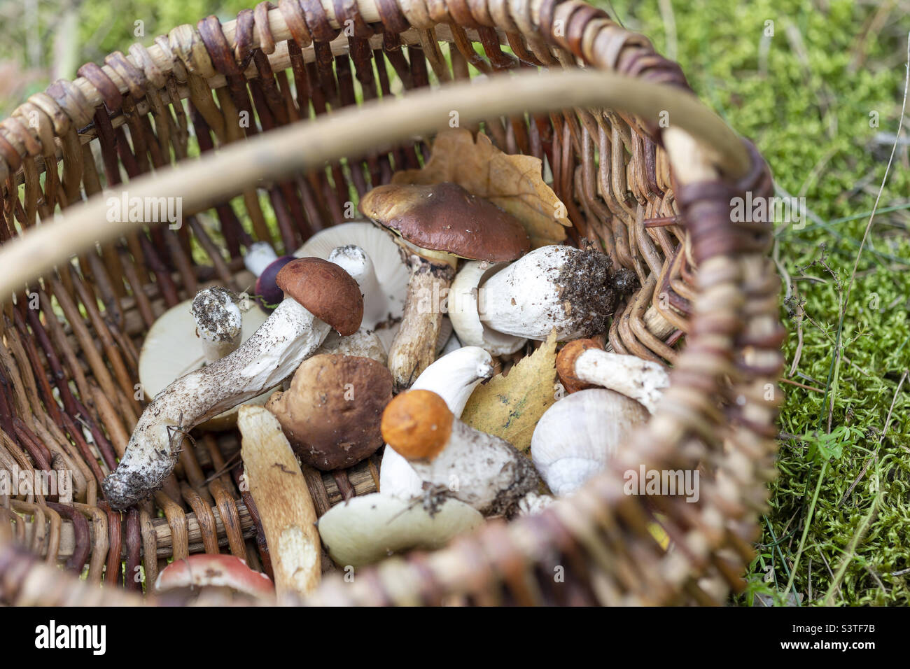Basket of edible mushrooms, picked from the forest in autumn. Closeup. Stock Photo