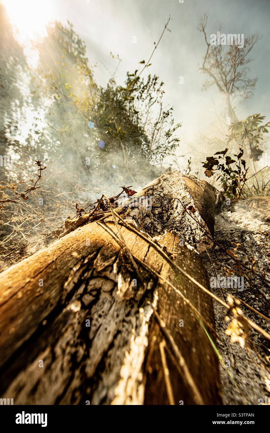 Burning in the Amazon Stock Photo Alamy