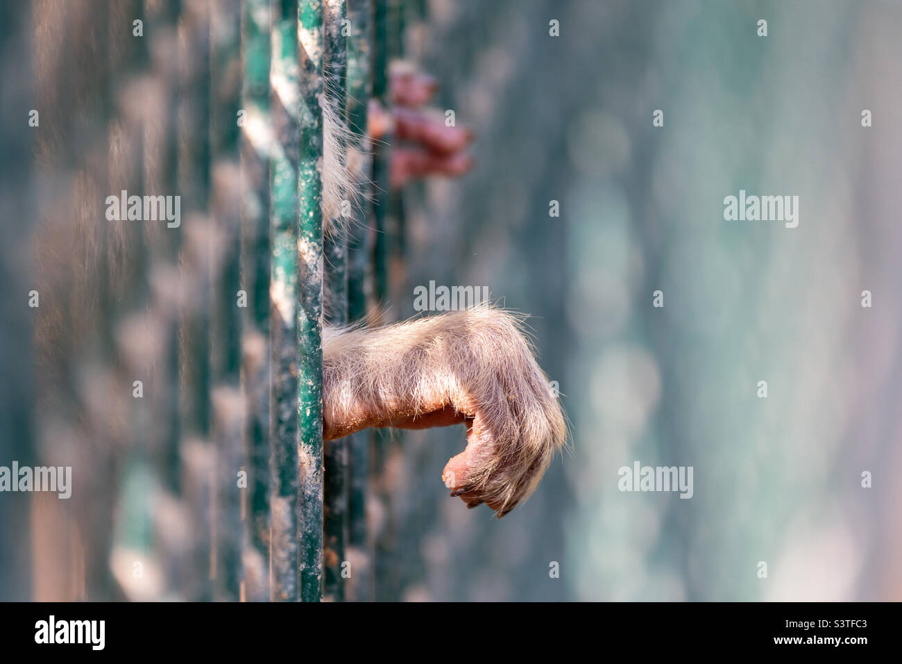 Hand of a monkey out from the cage, sad story Stock Photo