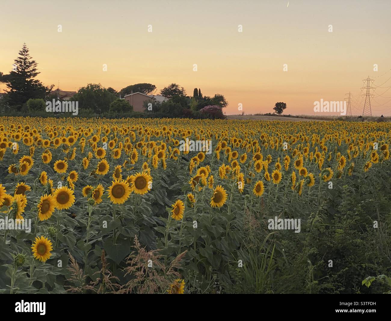 Sunflower field at sunset in Tuscany Stock Photo - Alamy
