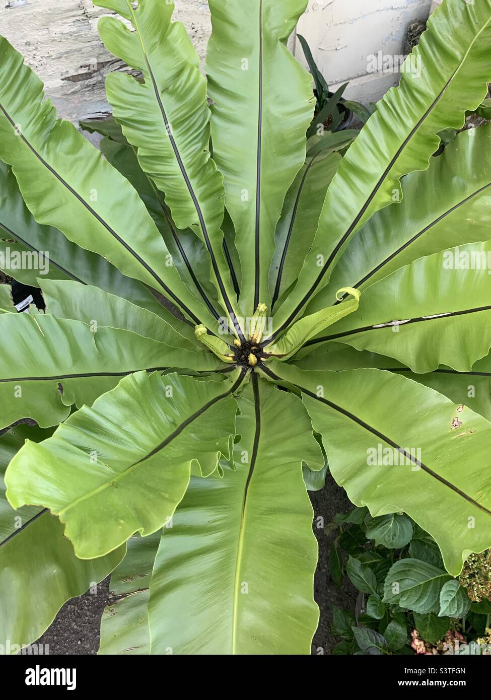 Bird’s nest fern Stock Photo Alamy