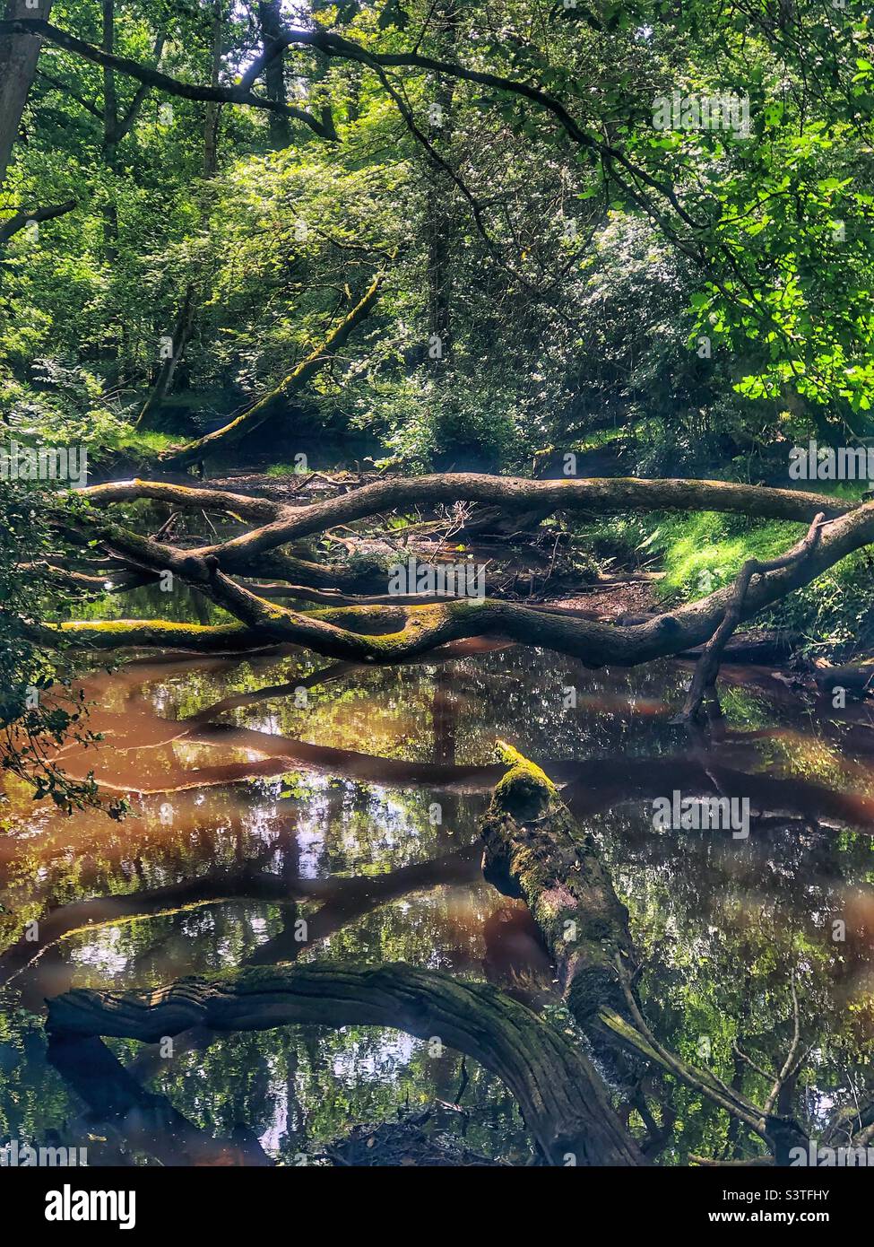 Fallen trees in the new forest hi-res stock photography and images - Alamy