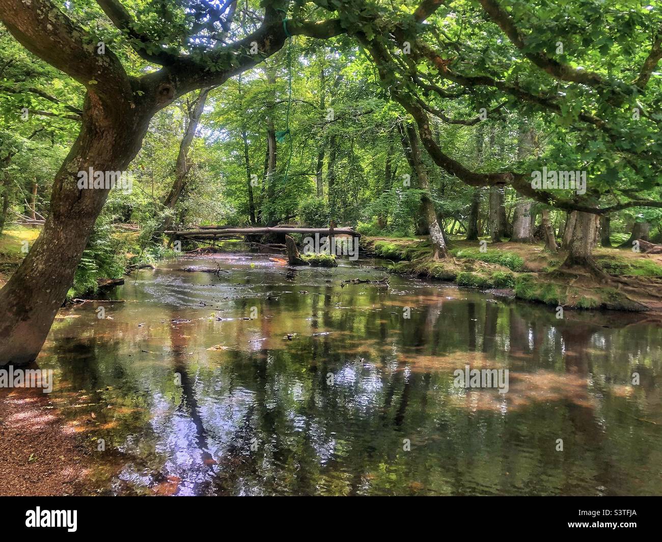 Oak tree leaning over Lymington river in the New Forest National park Brockenhurst Hampshire United Kingdom - Smartphone Captured Stock Image