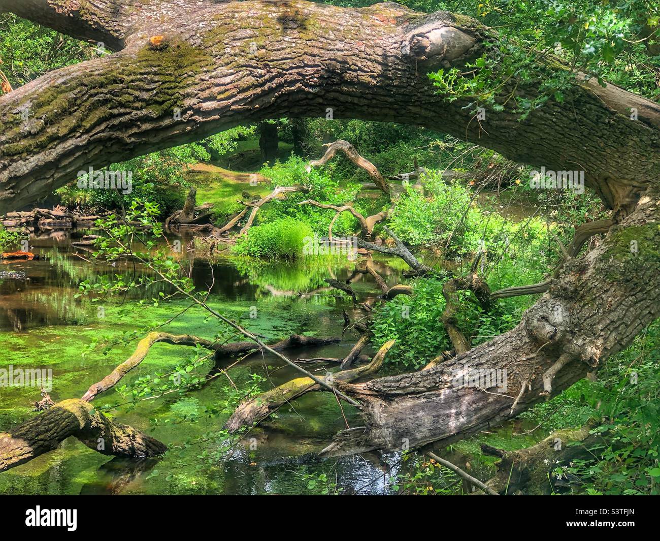 Fallen oak tree framing Lymington river in the New Forest National Park Brockenhurst Hampshire United Kingdom - Smartphone Captured Stock Image