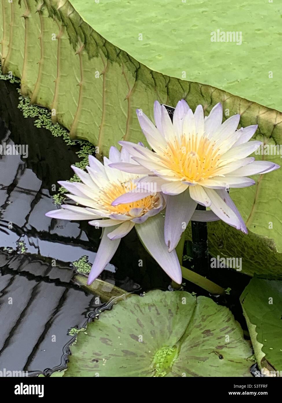 Water lillies at pond in Kew Gardens - Smartphone Captured Stock Image