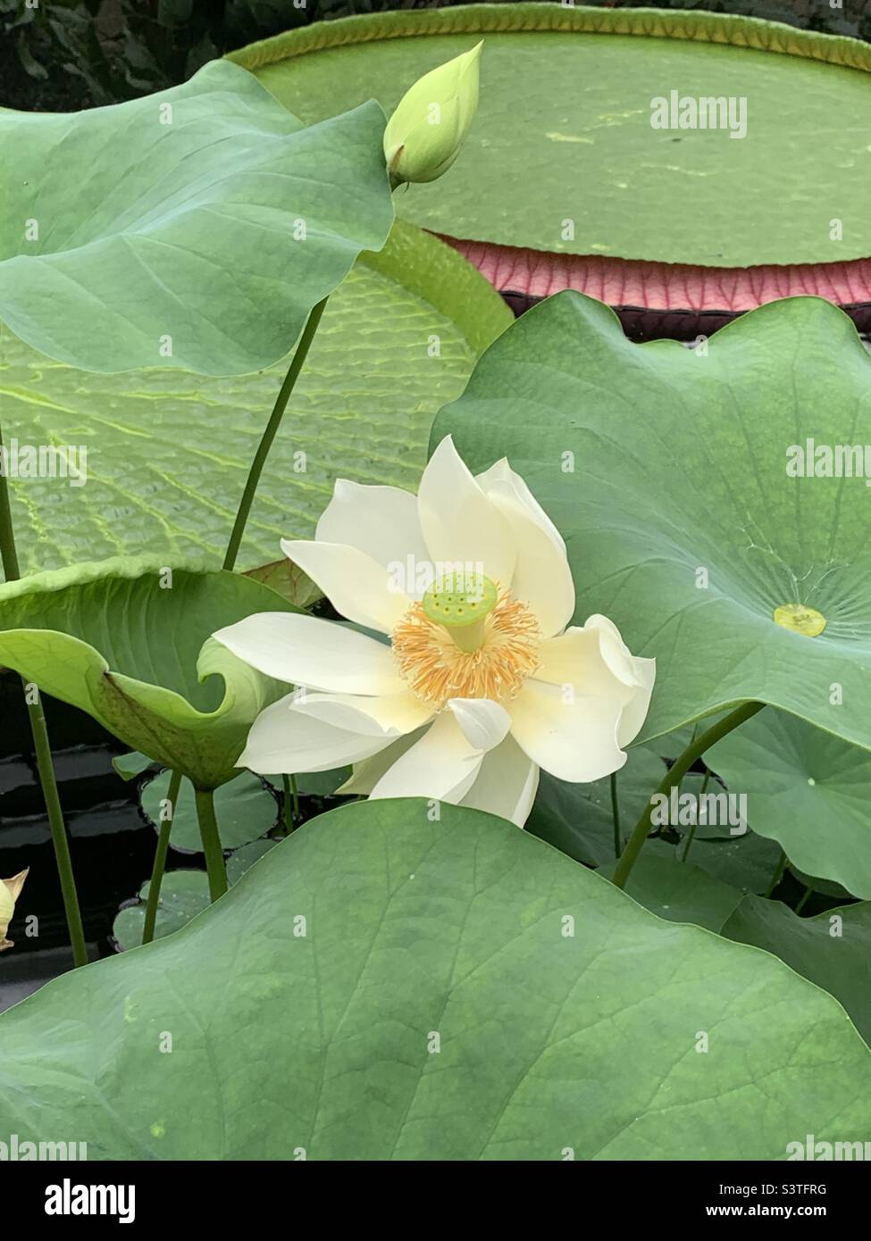 Nelumbo nucifera pond lily Stock Photo Alamy