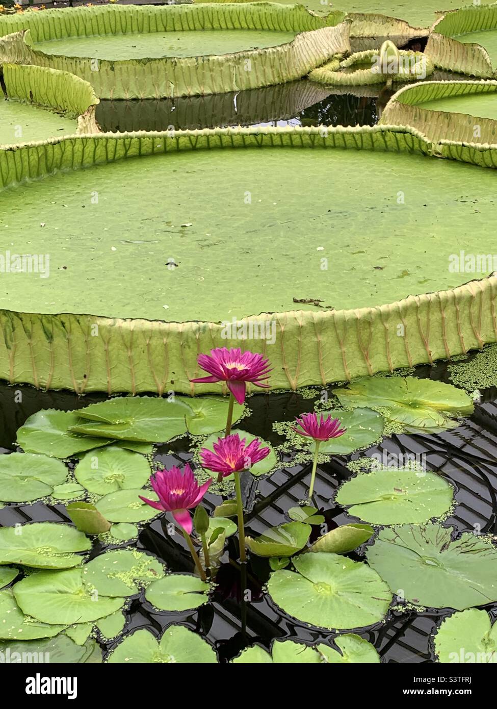 Pink pond lily with huge leaf at Kew Gardens - Smartphone Captured Stock Image