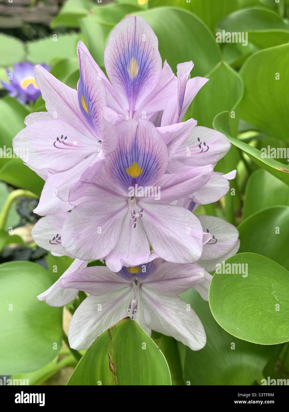 Purple Lotus flower - Smartphone Captured Stock Image