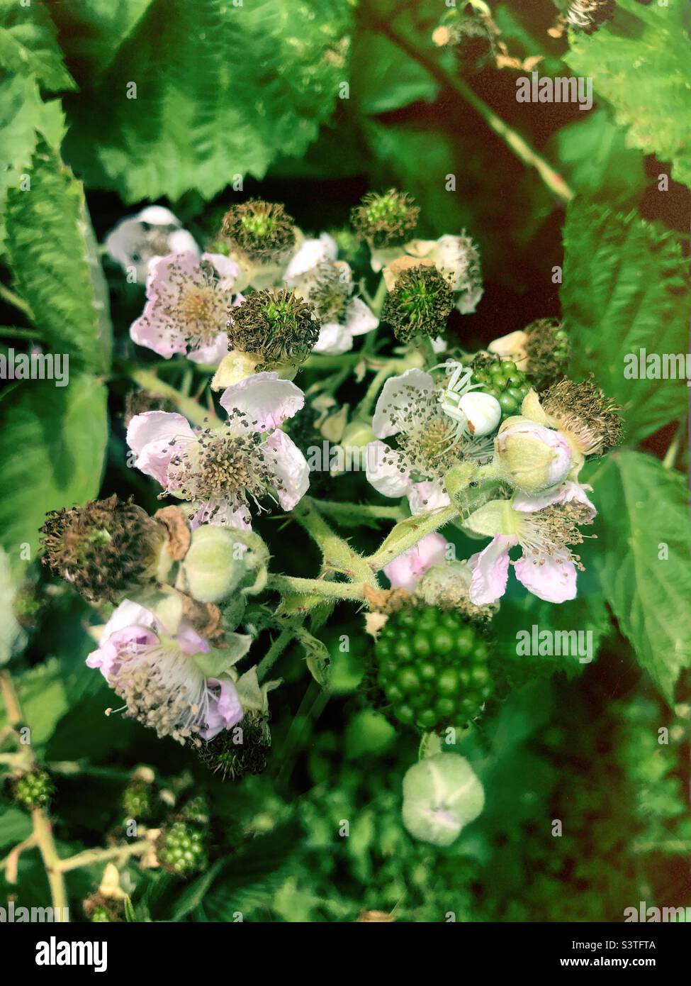 Blackberry plant and its flowers Stock Photo