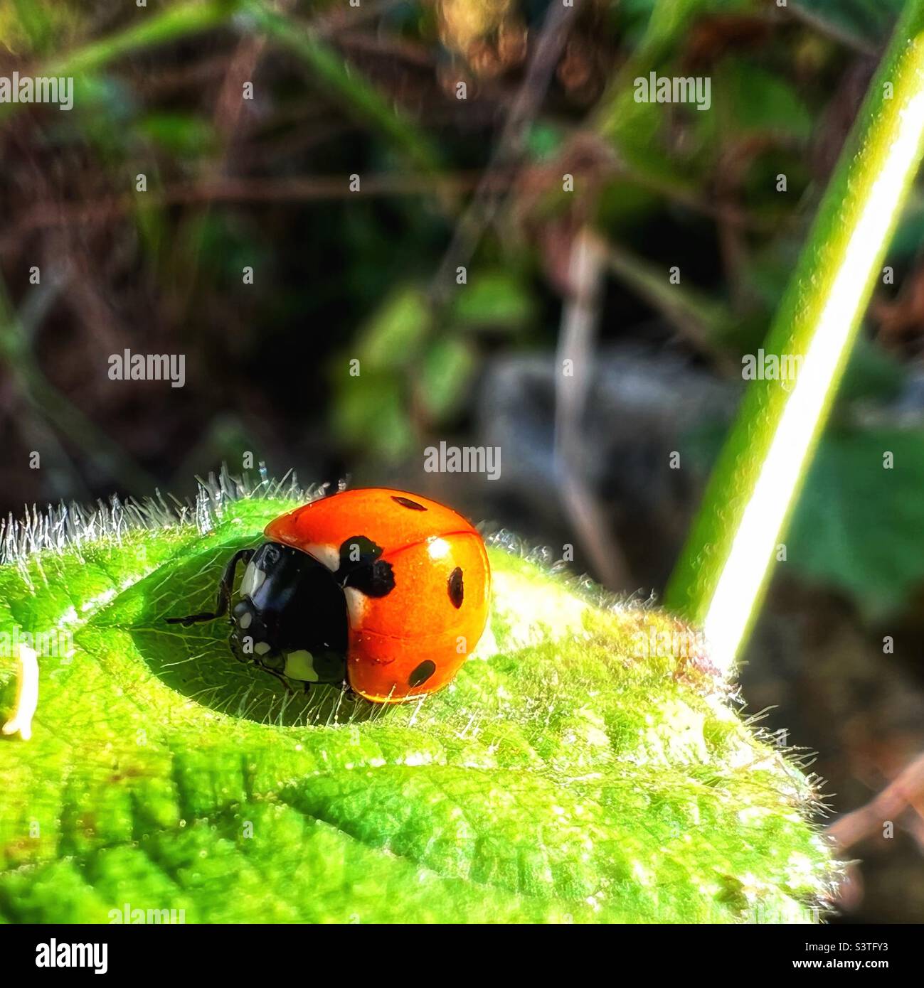 Ladybird on leaf Stock Photo