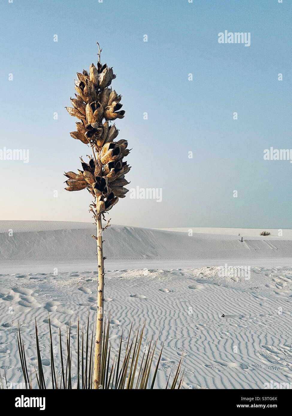 White Sands National Monument in New Mexico - Smartphone Captured Stock Image