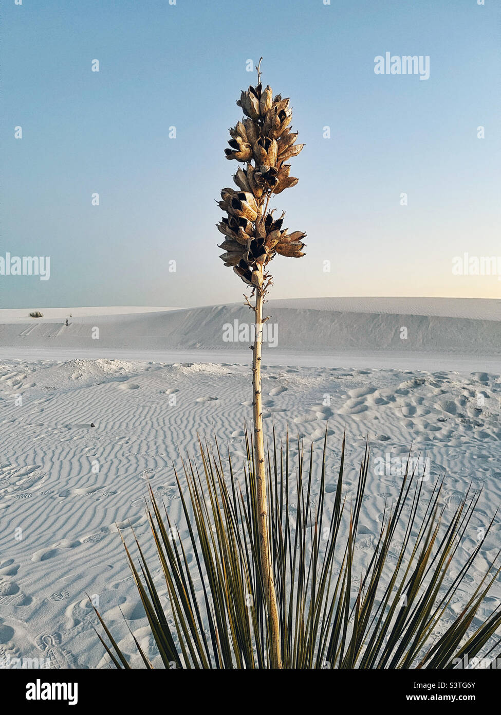 yucca plant at white sands Stock Photo Alamy