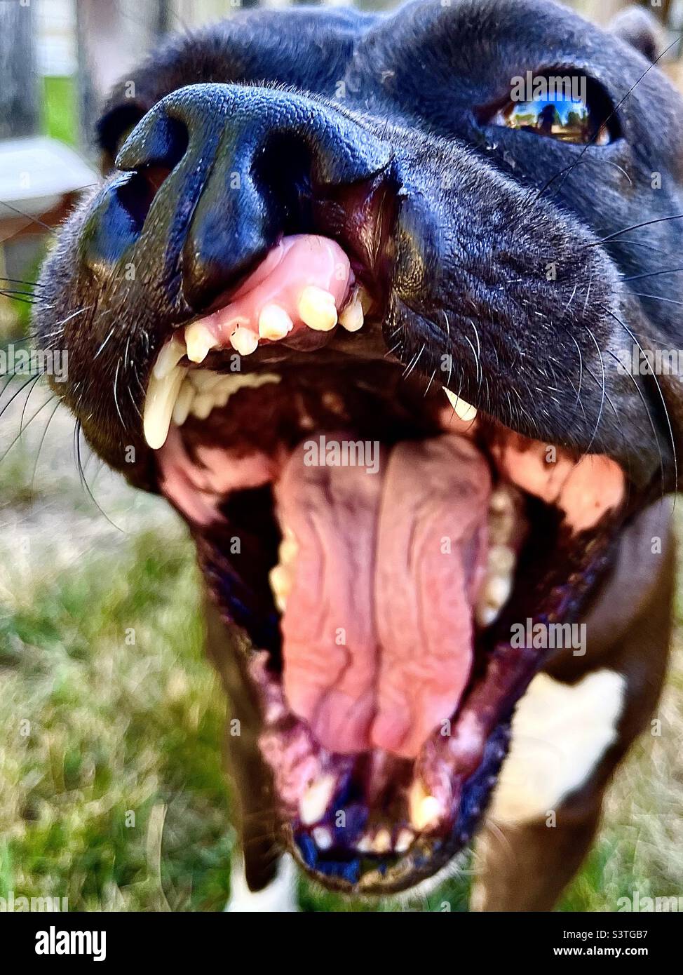 Wide open mouth of cute black dog Stock Photo