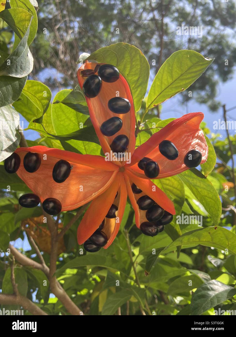 Sterculia quadrifida with dazzling bright red seed pods containing edible black seeds. Stock Photo