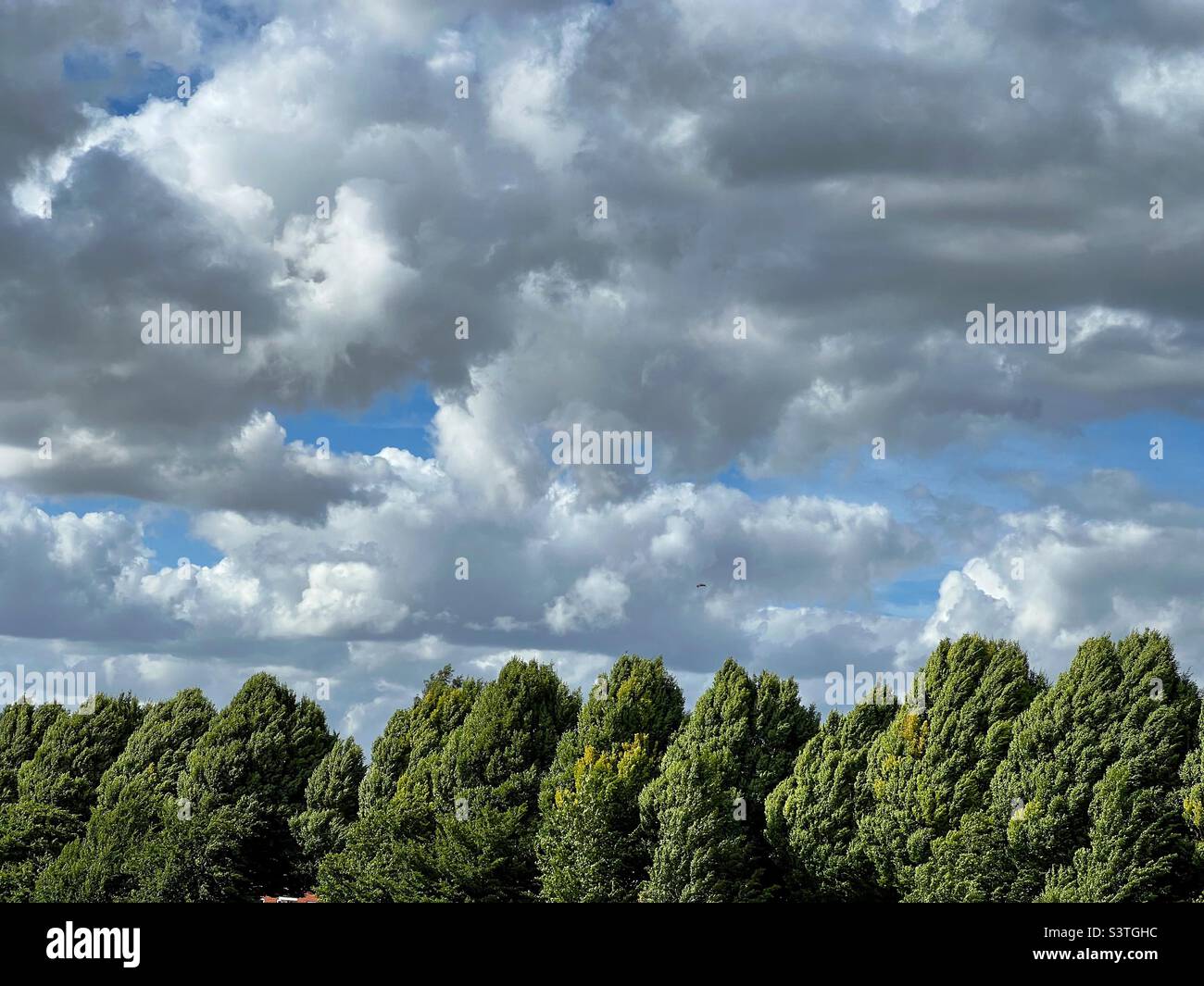 Trees and clouds - Smartphone Captured Stock Image Trees and clouds - Smartphone Captured Stock Image