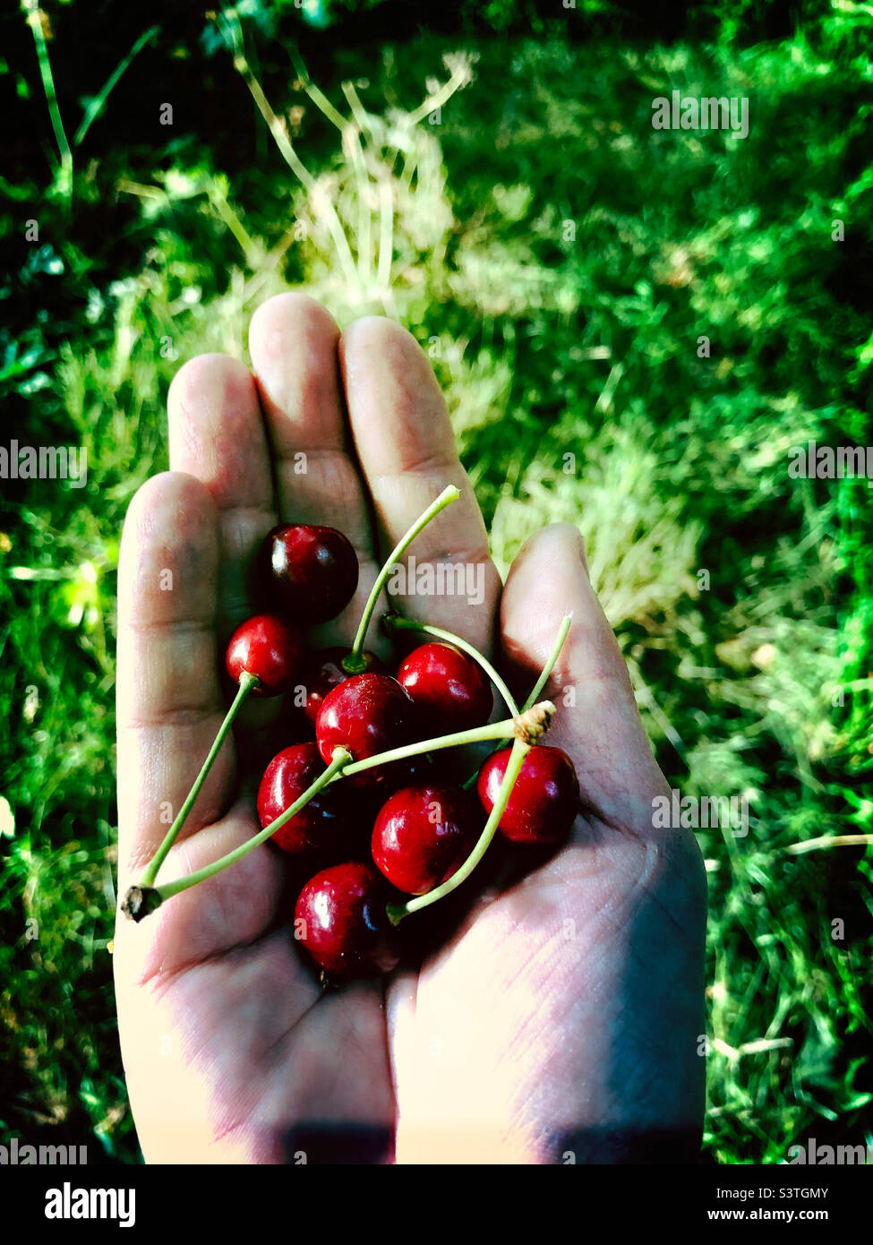Freshly picked cherries  in hand Stock Photo