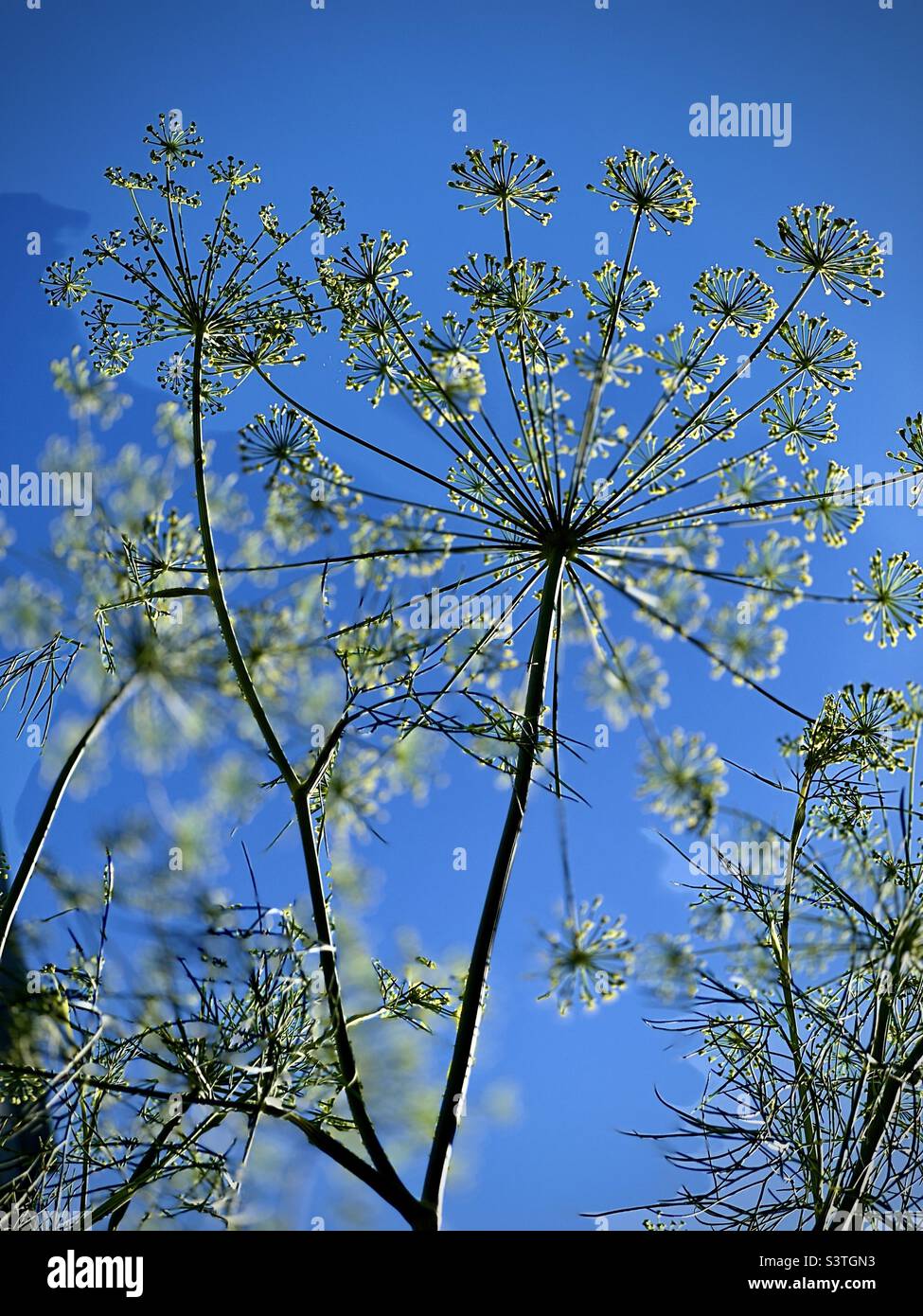 Dill growing in a garden looking up at blue sky - Smartphone Captured Stock Image