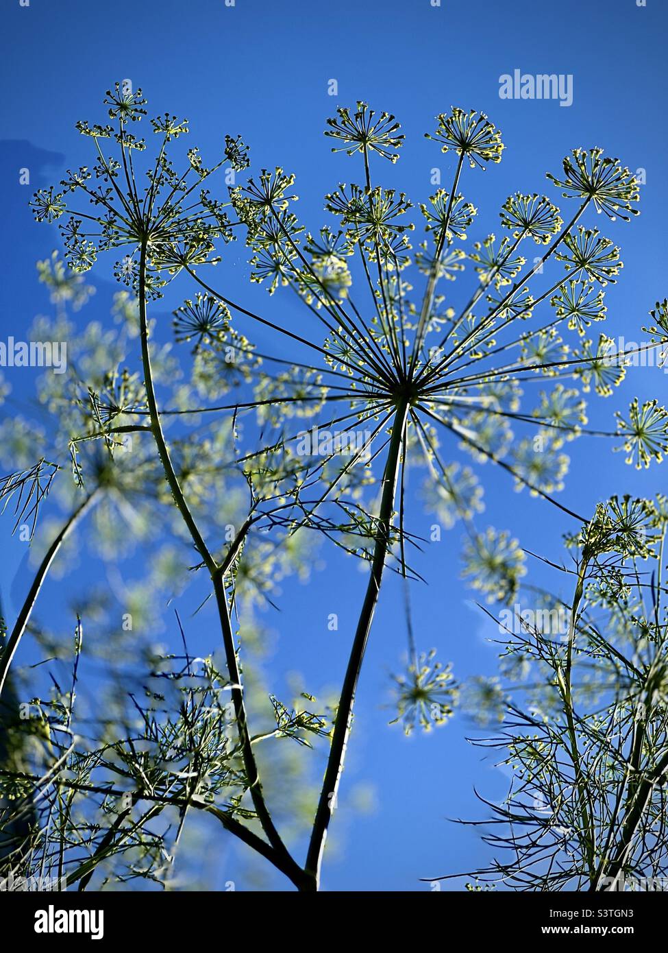 Dill growing in a garden looking up at blue sky Stock Photo