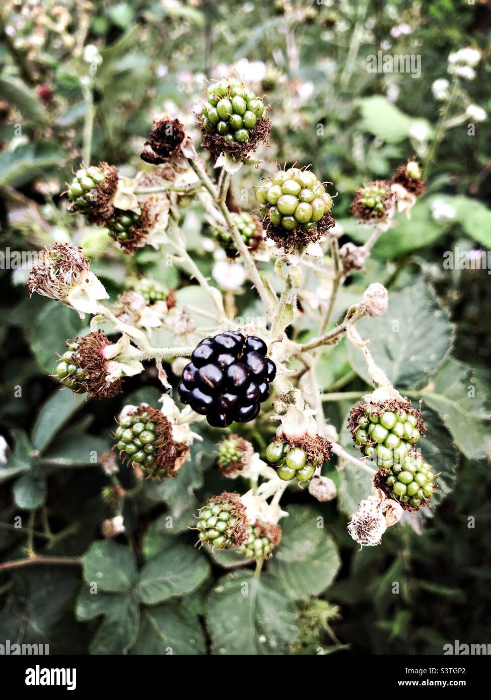Freshly ripened blackberry Stock Photo