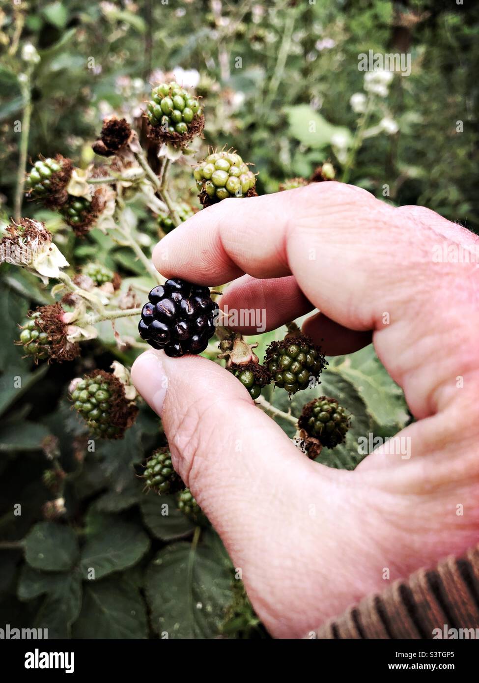 Picking a Ripen blackberry from the plant Stock Photo